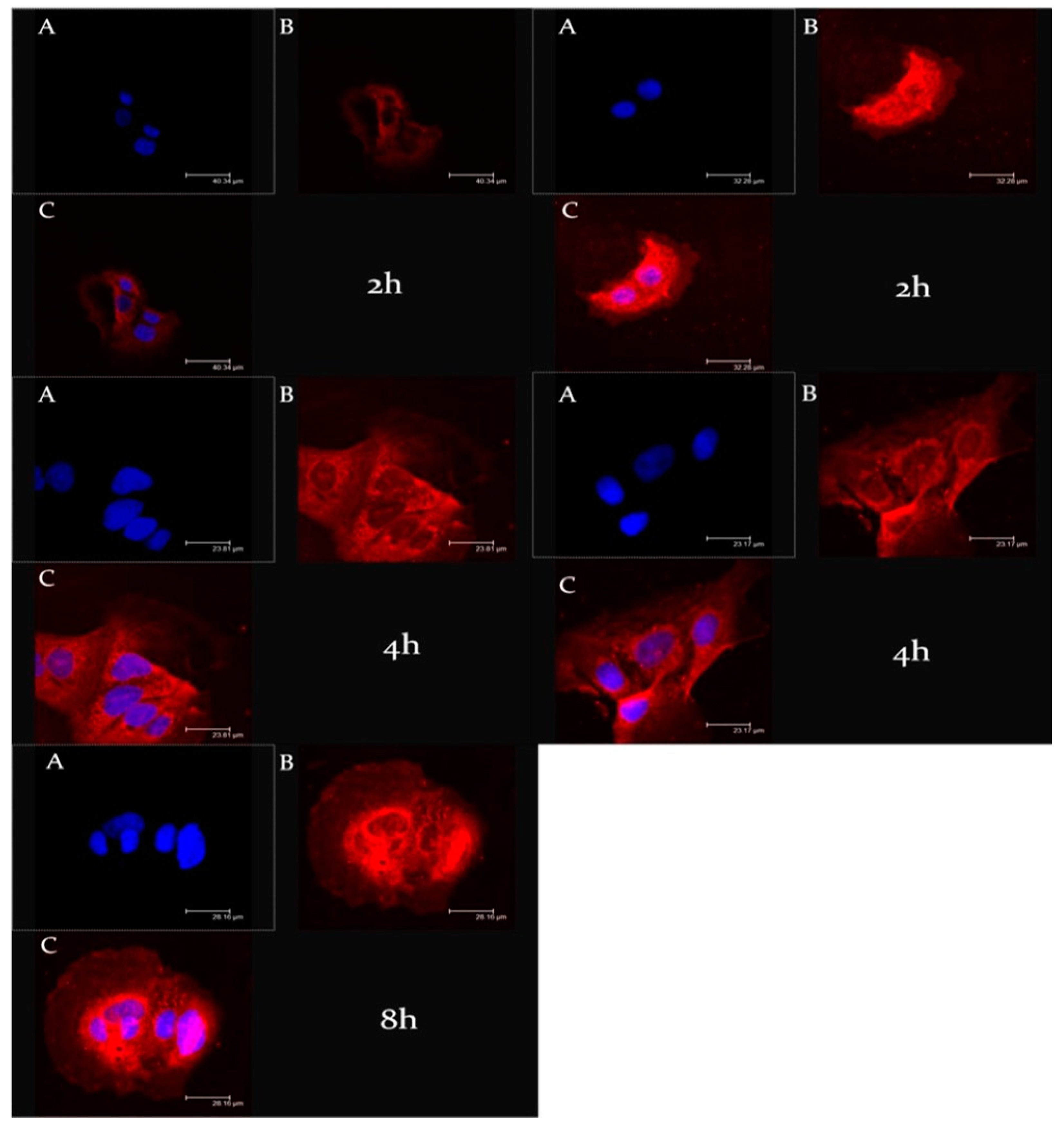 Nanomaterials 11 00105 g006