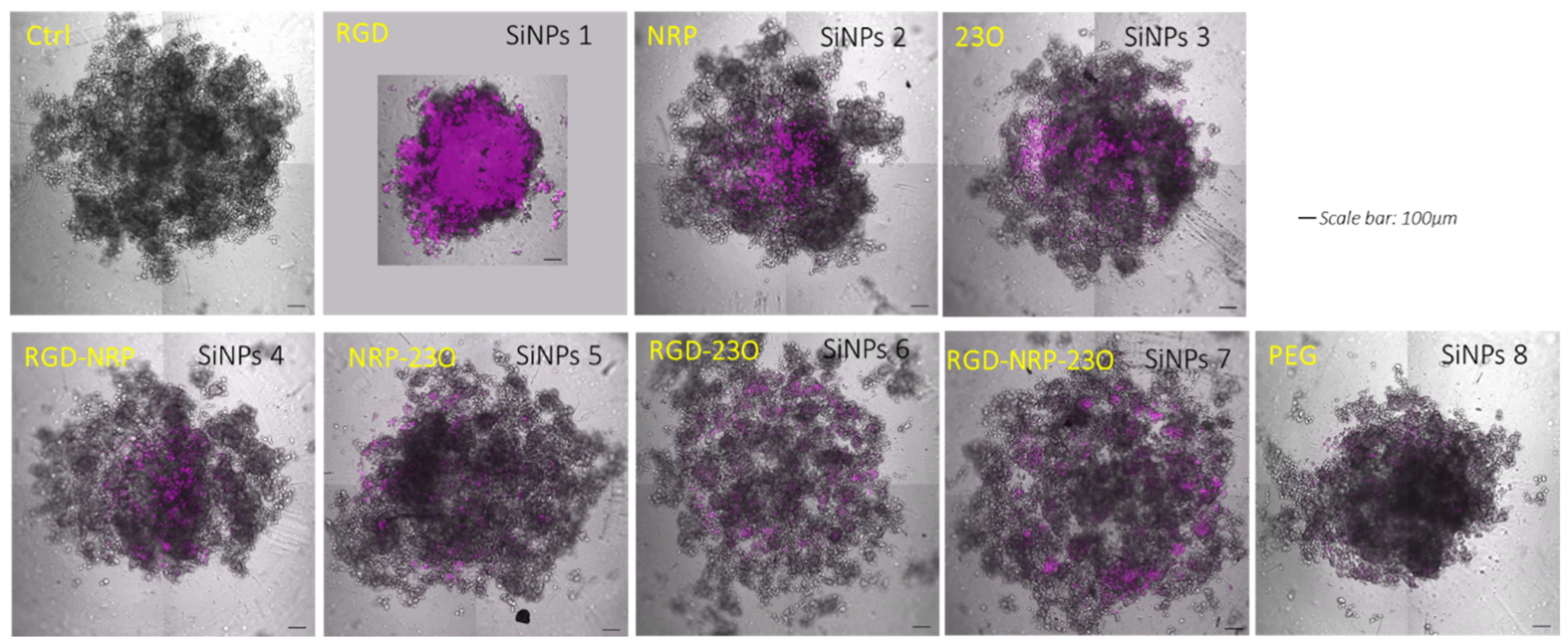 Nanomaterials 11 00177 g010