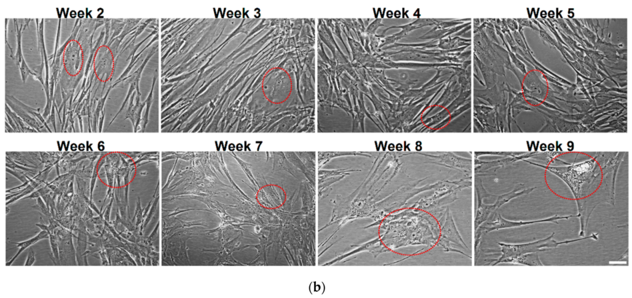 Nanomaterials 11 00323 g005b