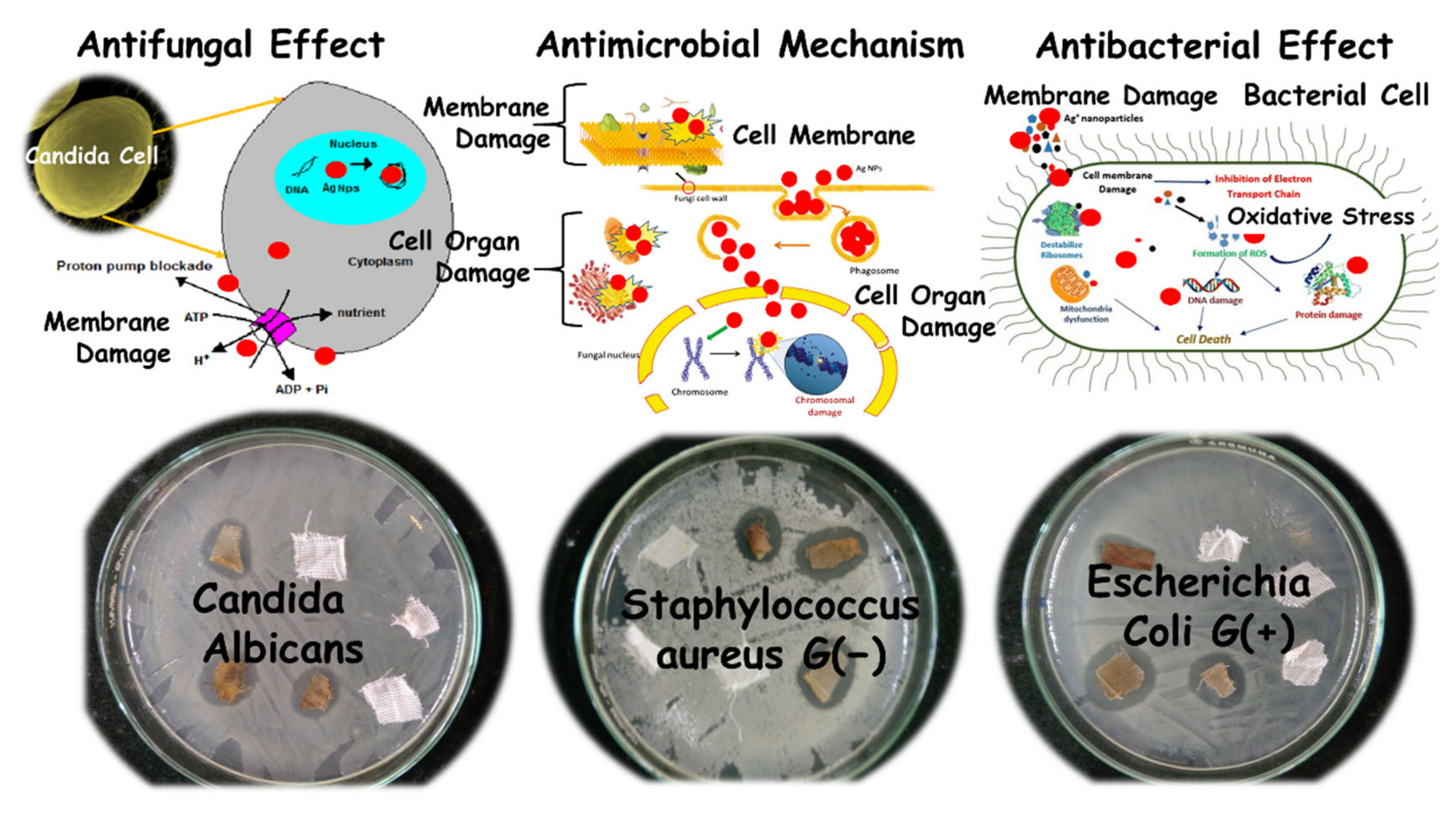 Nanomaterials 11 00429 g010 Nanomaterials 11 00429 g010