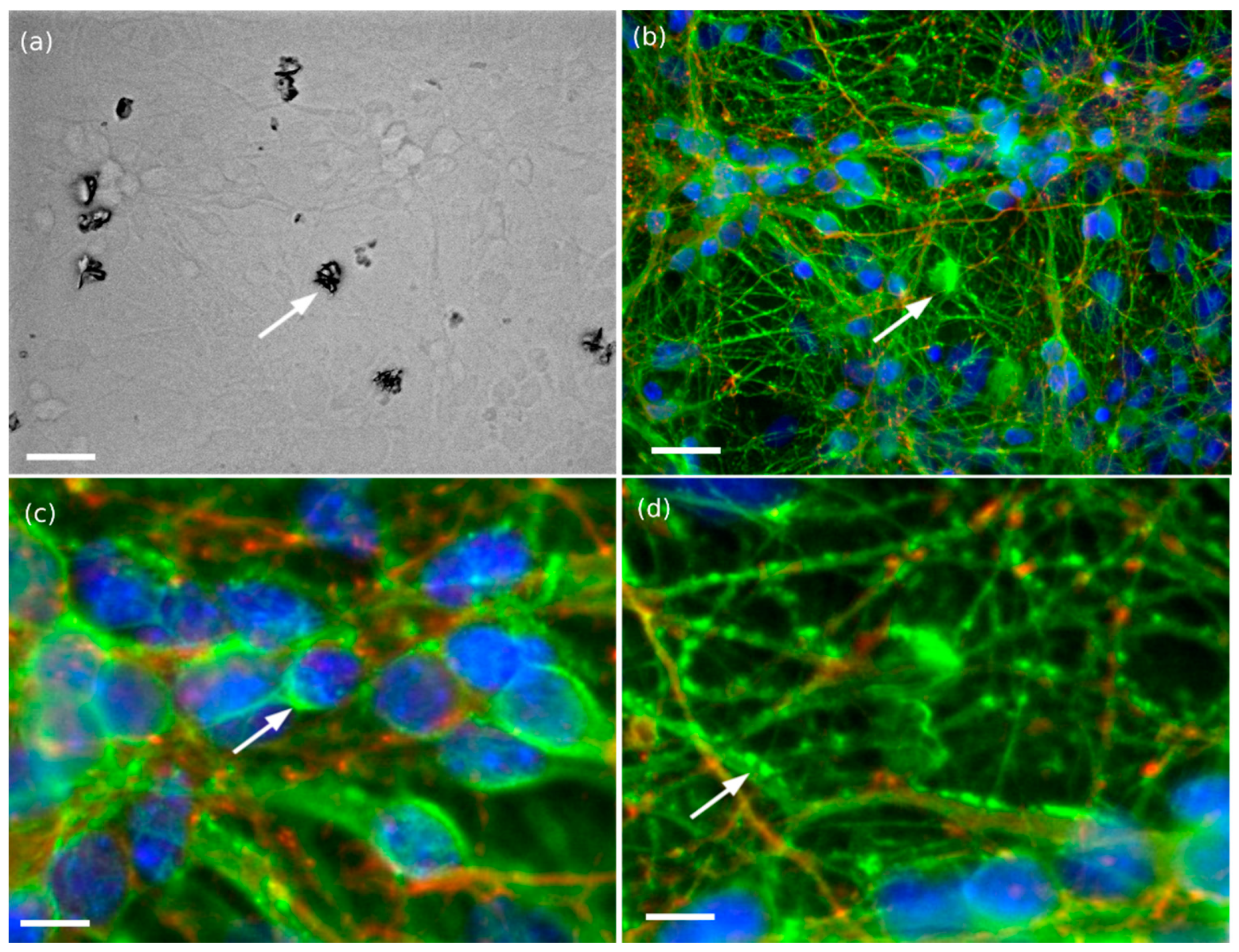Nanomaterials 11 00479 g003
