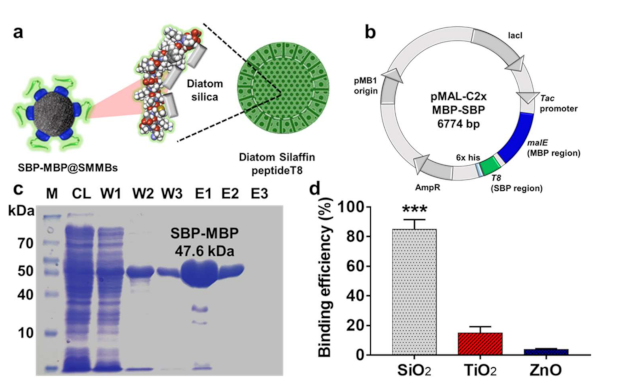 Nanomaterials 11 00532 g001