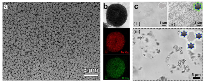 Nanomaterials 11 00532 g002