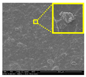 Nanomaterials 11 00637 i022