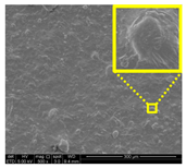 Nanomaterials 11 00637 i037