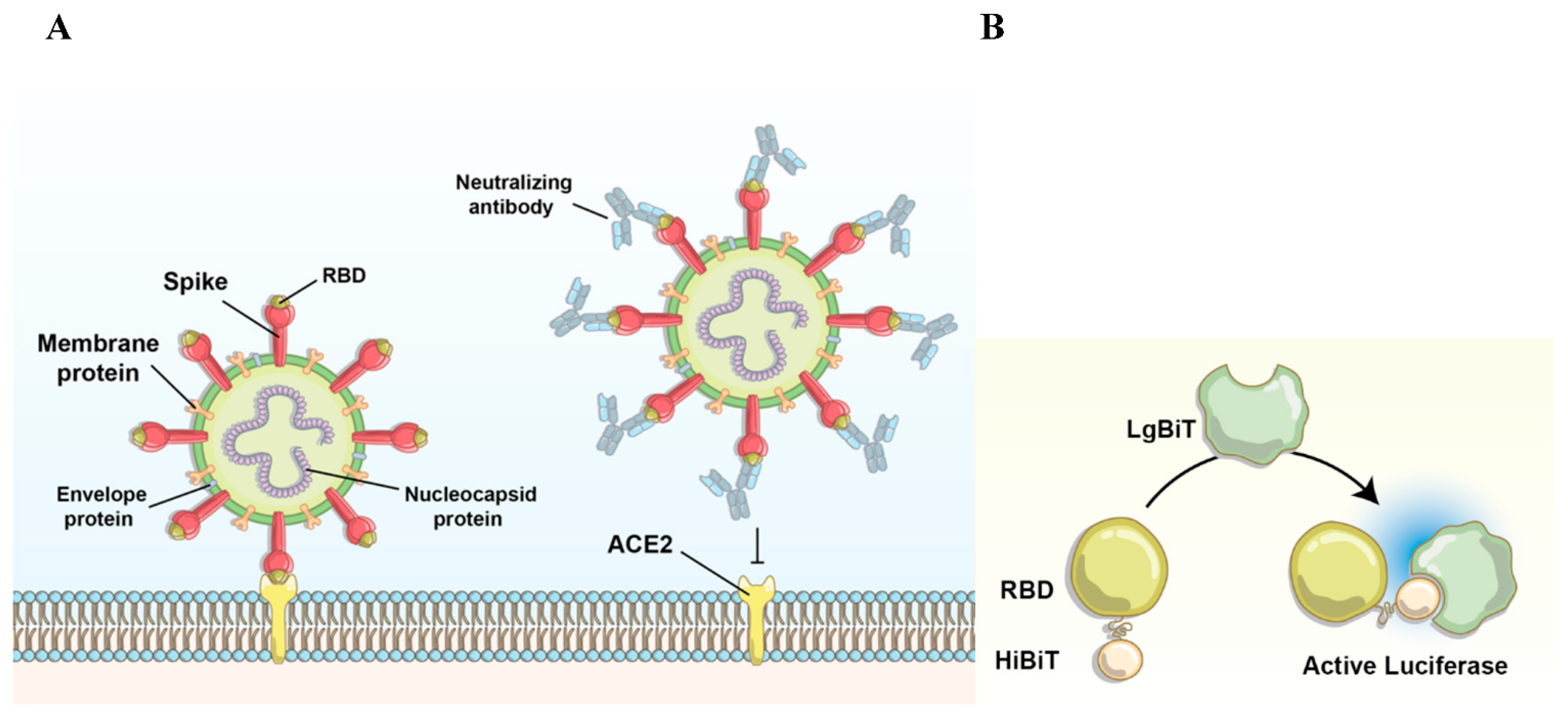 Nanomaterials 11 00807 g001