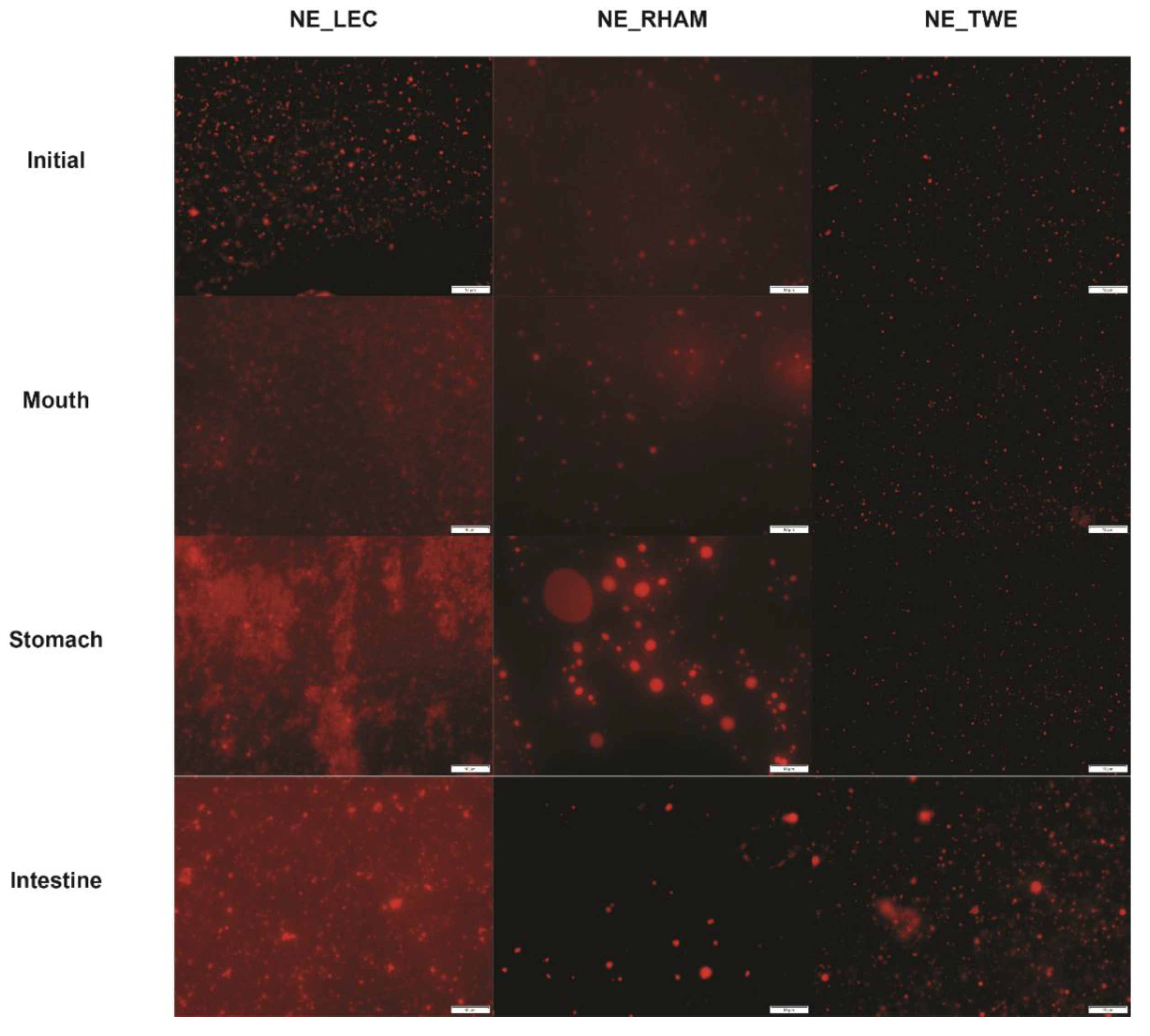 Nanomaterials 11 00815 g003 Nanomaterials 11 00815 g003