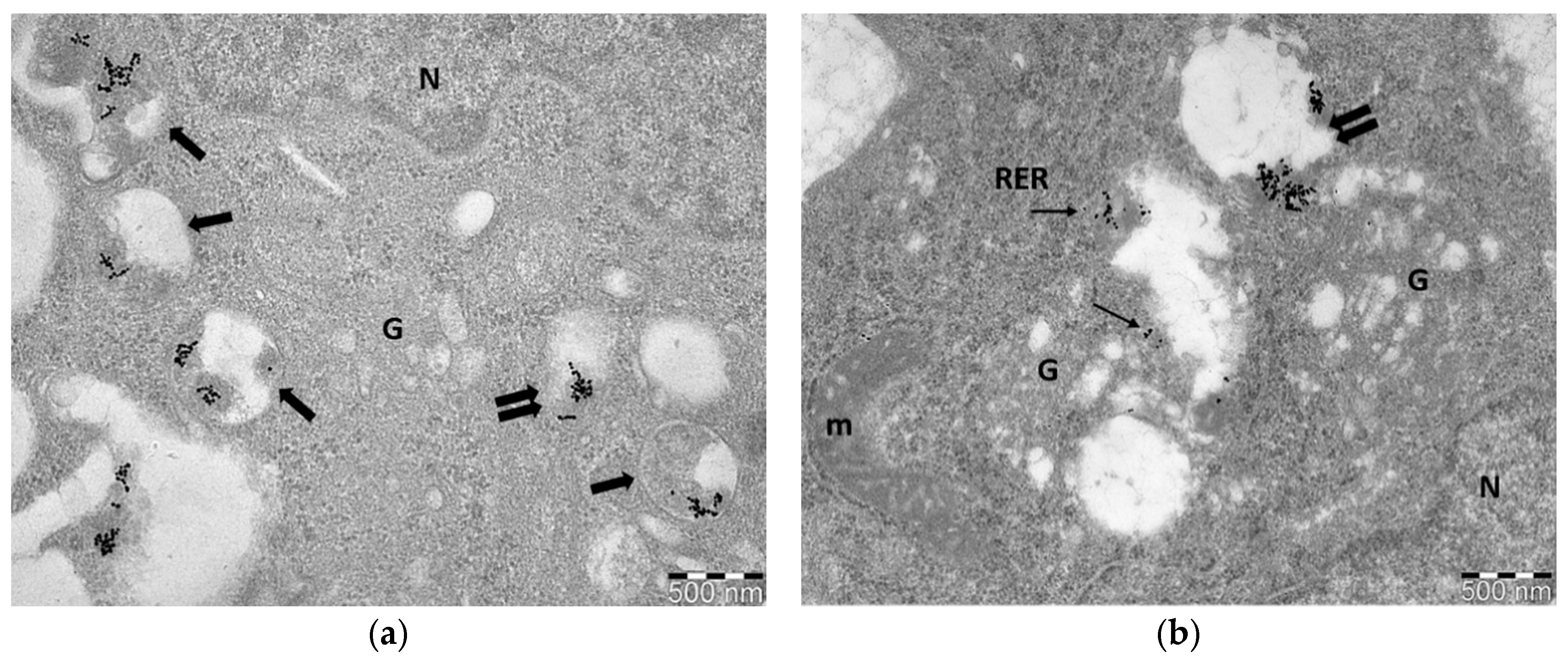 Nanomaterials 11 00859 g001