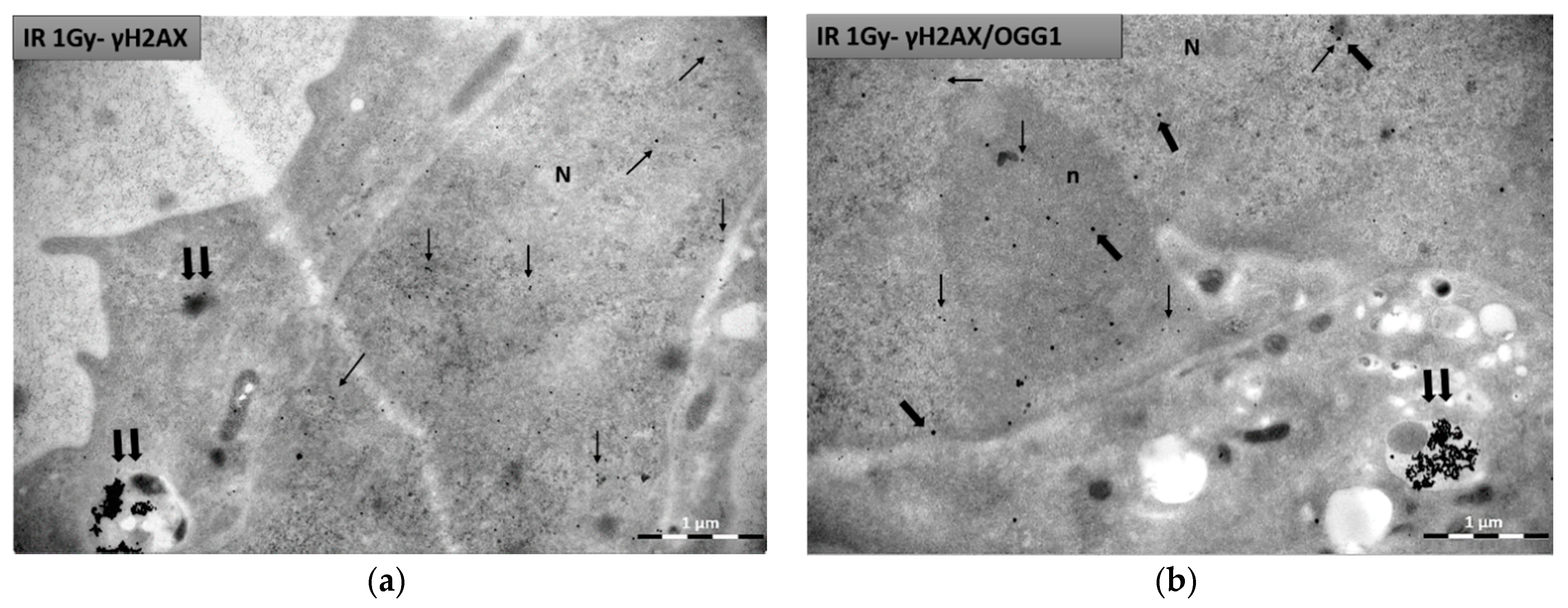 Nanomaterials 11 00859 g005