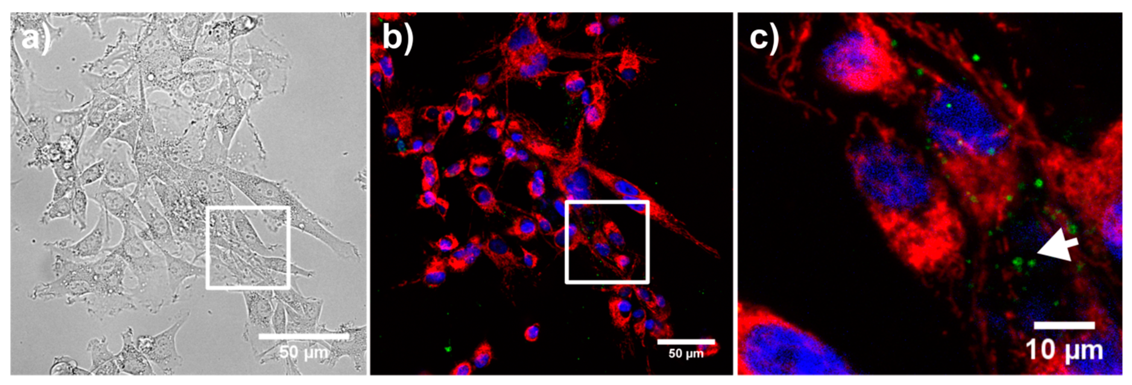 Nanomaterials 11 00901 g010