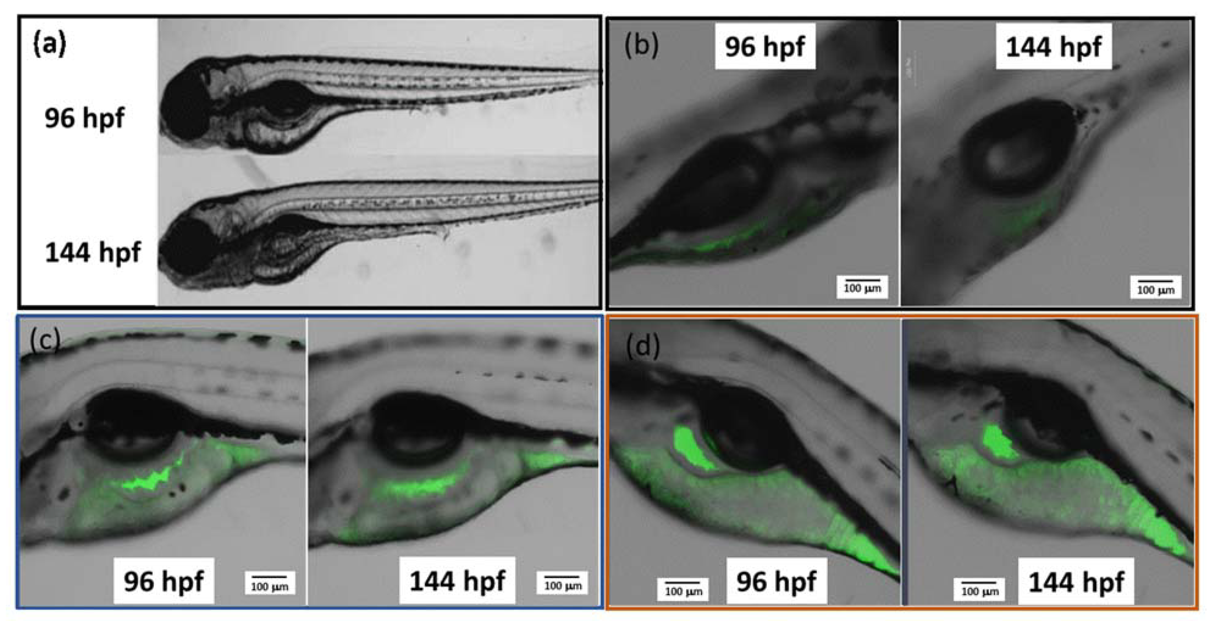 Nanomaterials 11 01015 g011