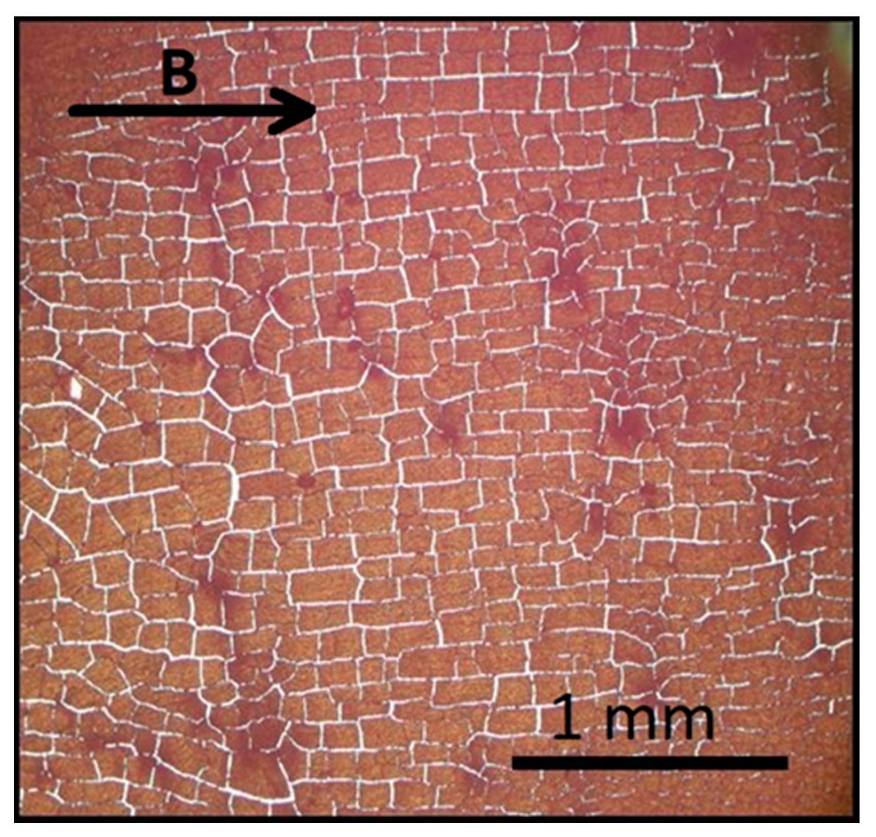 Nanomaterials 11 01030 g008