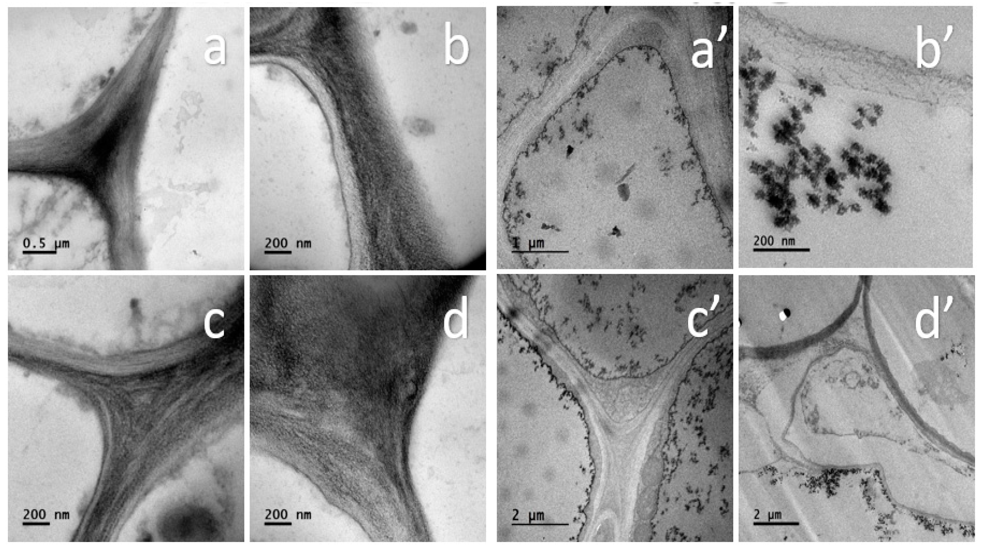 Nanomaterials 11 01127 g011 Nanomaterials 11 01127 g011