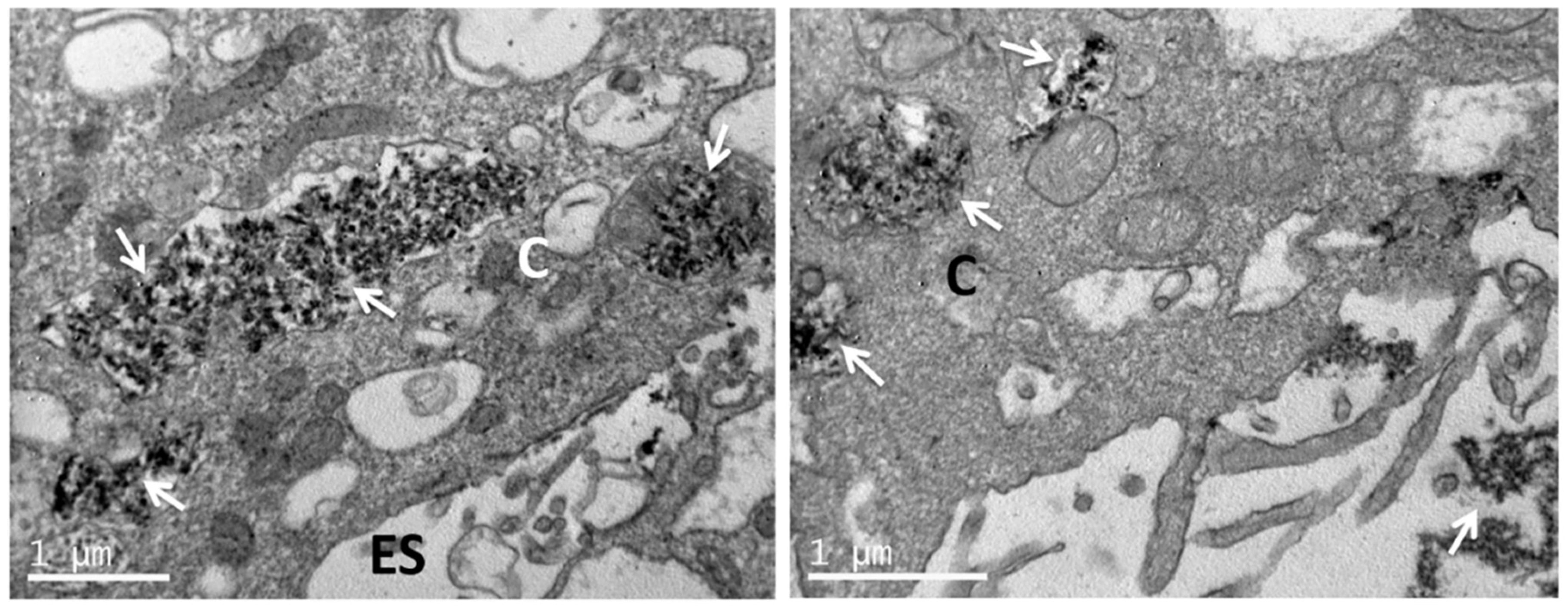 Nanomaterials 11 01152 g009 Nanomaterials 11 01152 g009