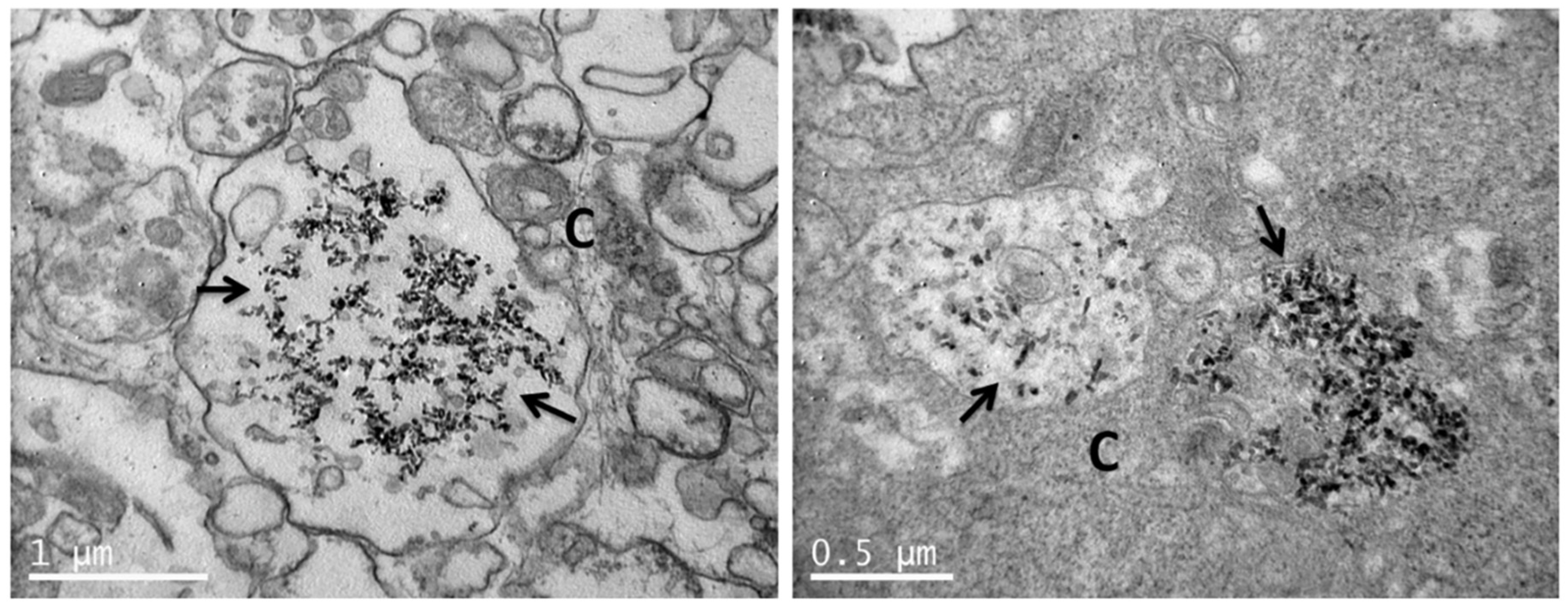 Nanomaterials 11 01152 g010 Nanomaterials 11 01152 g010