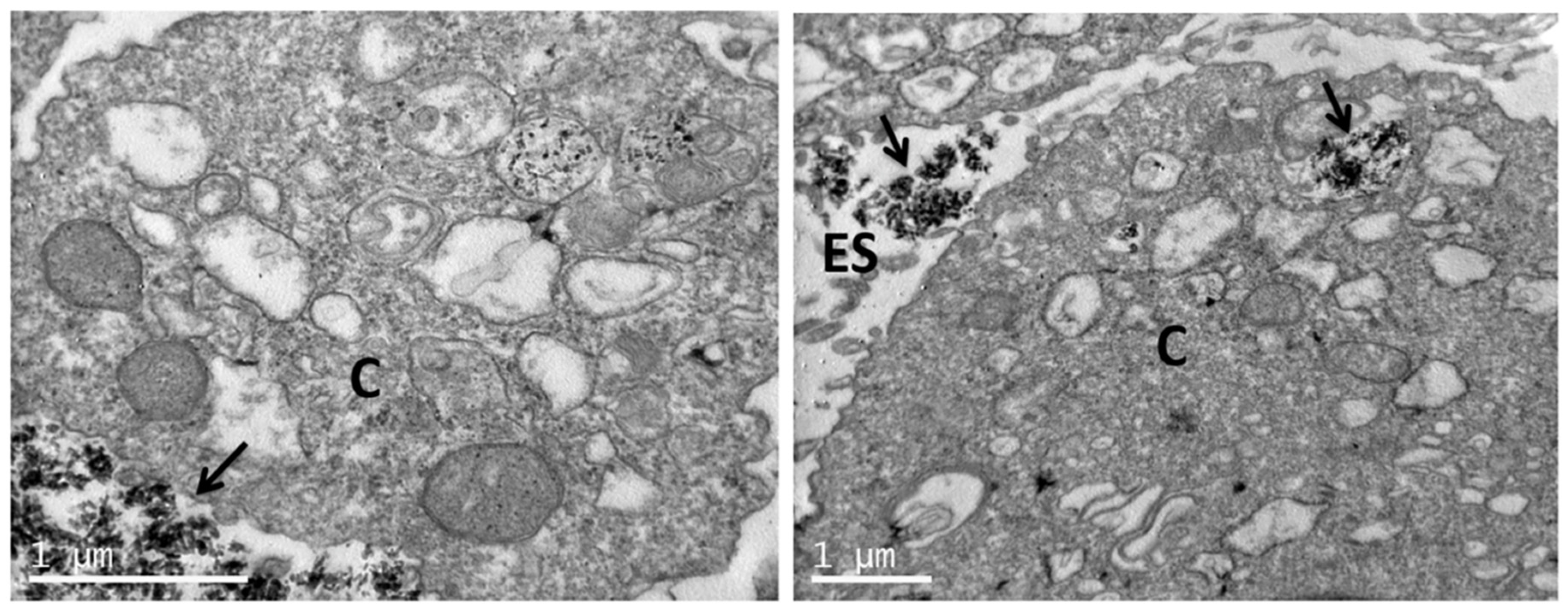 Nanomaterials 11 01152 g011 Nanomaterials 11 01152 g011