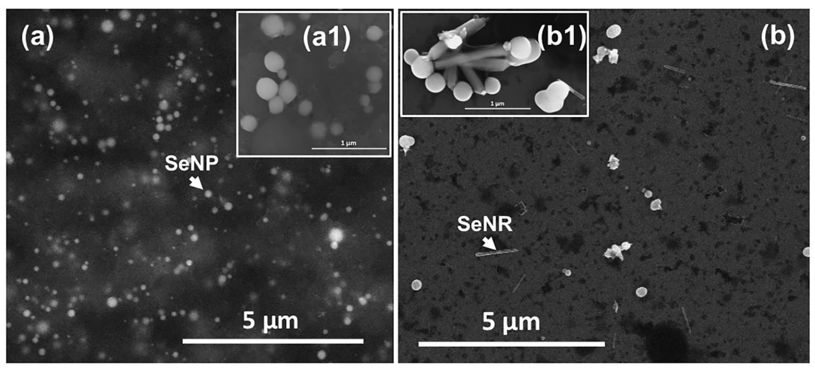 Nanomaterials 11 01195 g002