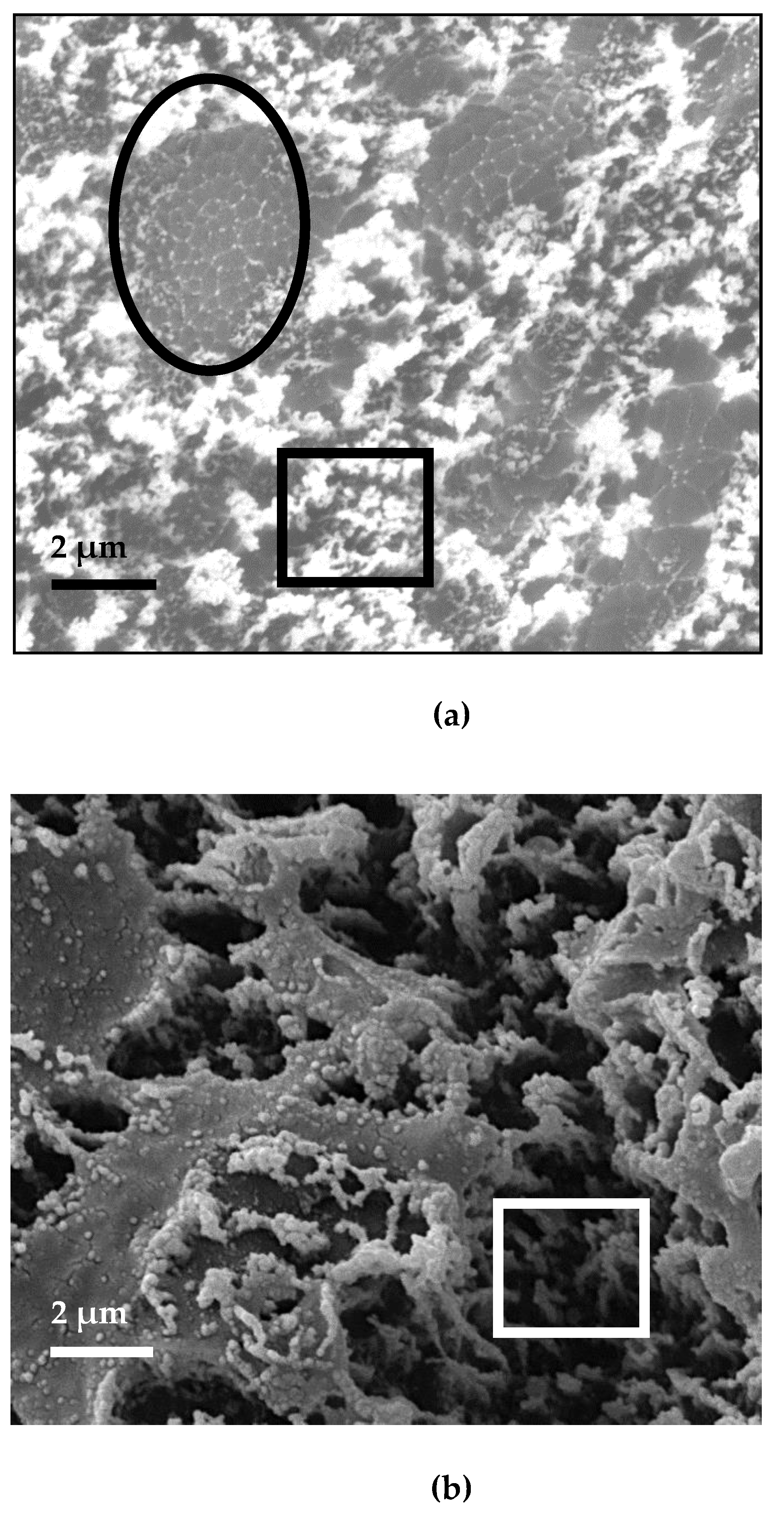 Nanomaterials 11 01213 g008
