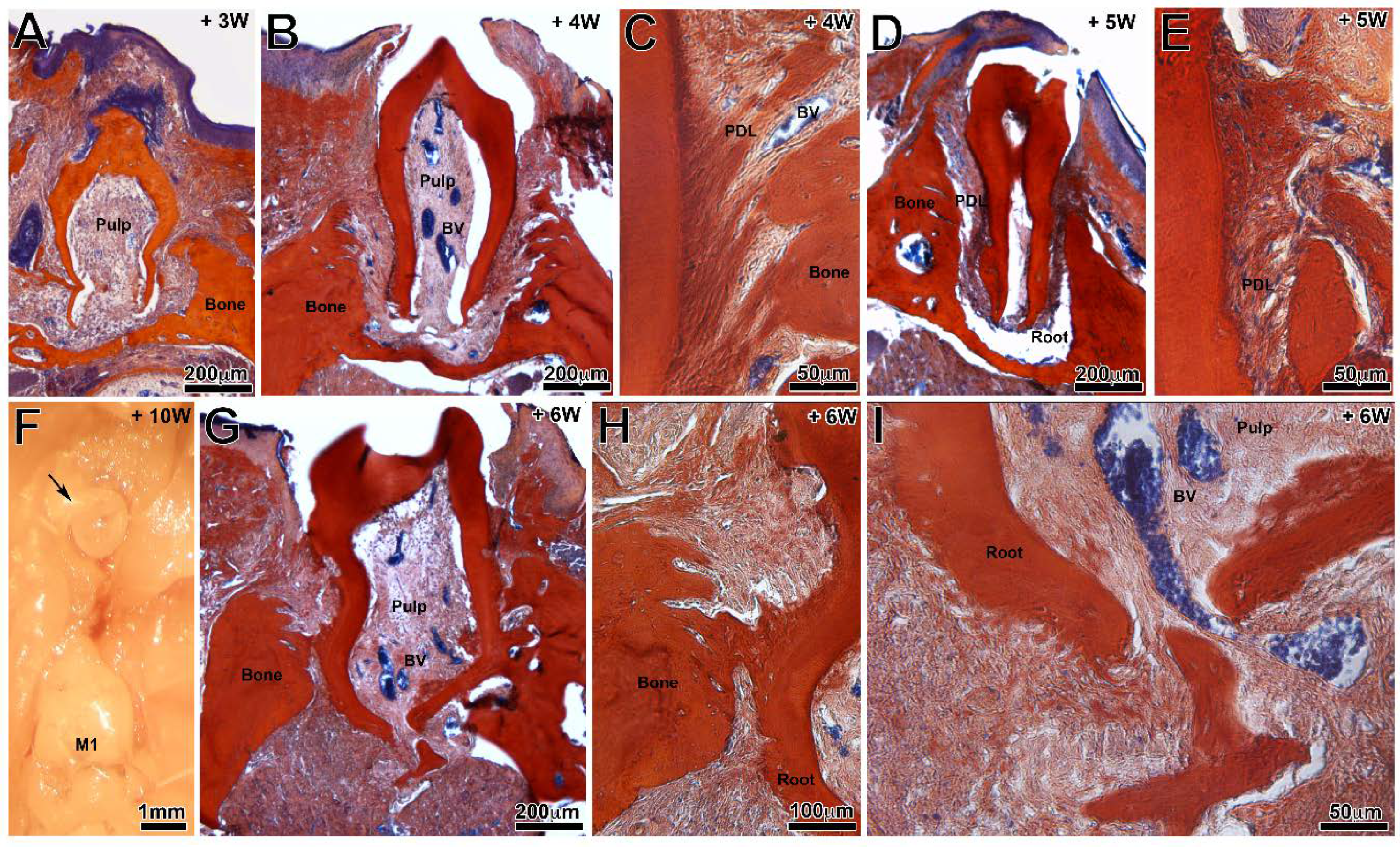 Nanomaterials 11 01315 g002 Nanomaterials 11 01315 g002