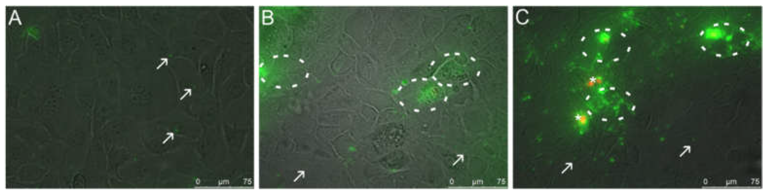 Nanomaterials 11 01330 g006