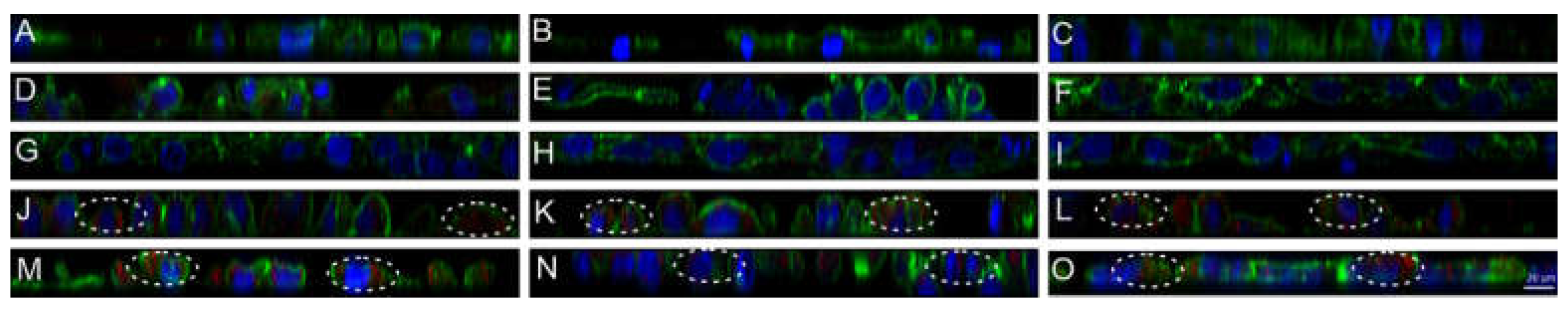Nanomaterials 11 01330 g011