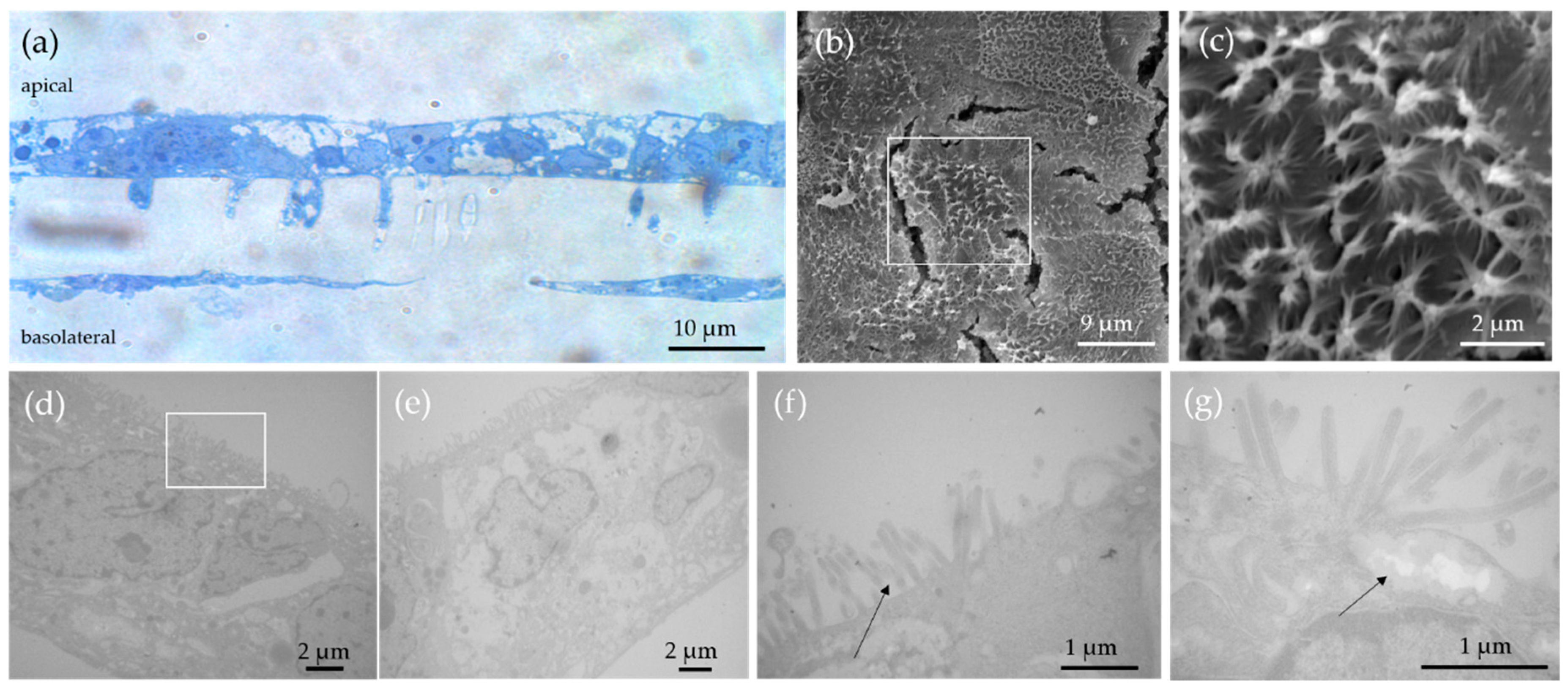 Nanomaterials 11 01358 g003