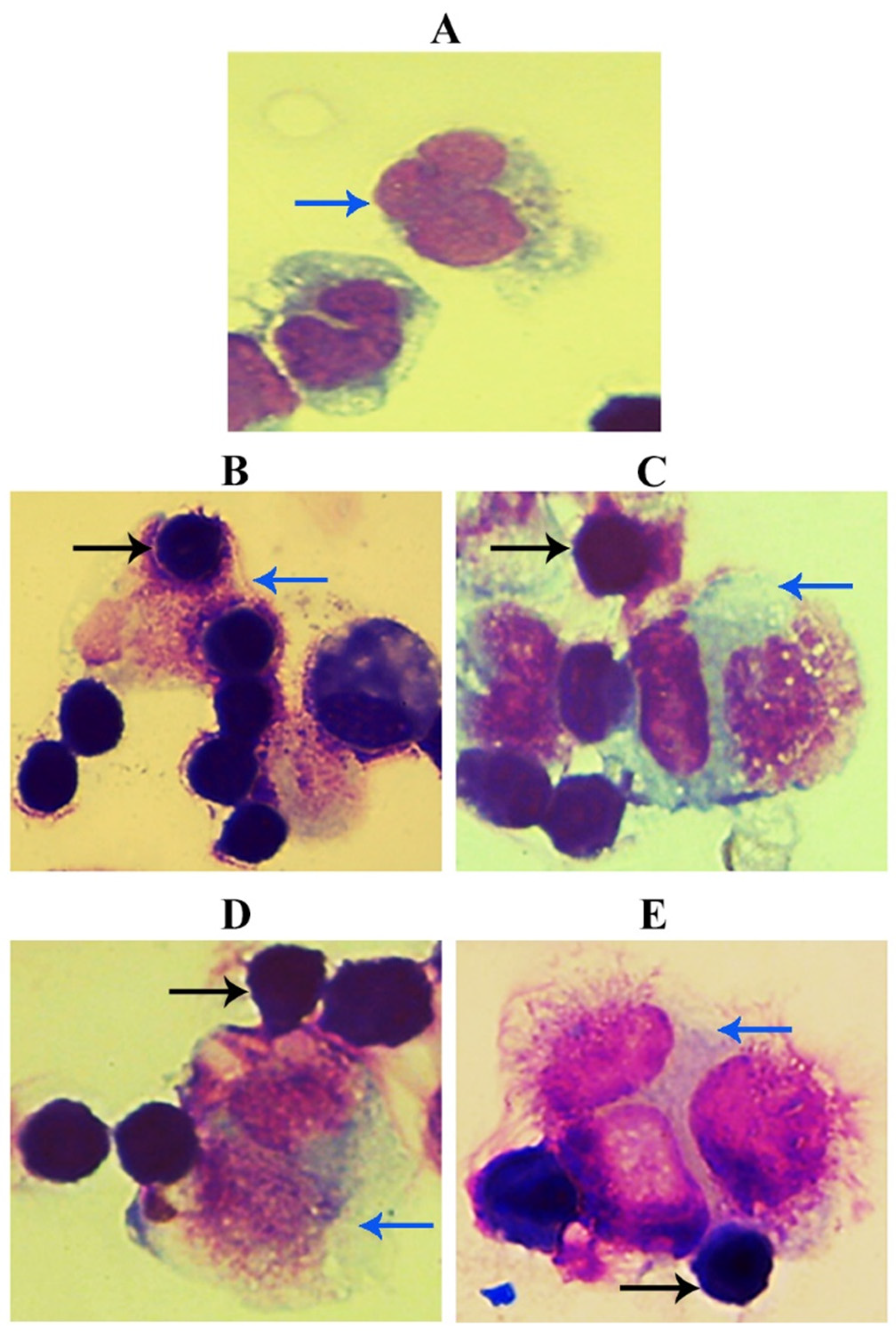 Nanomaterials 11 01382 g006 Nanomaterials 11 01382 g006