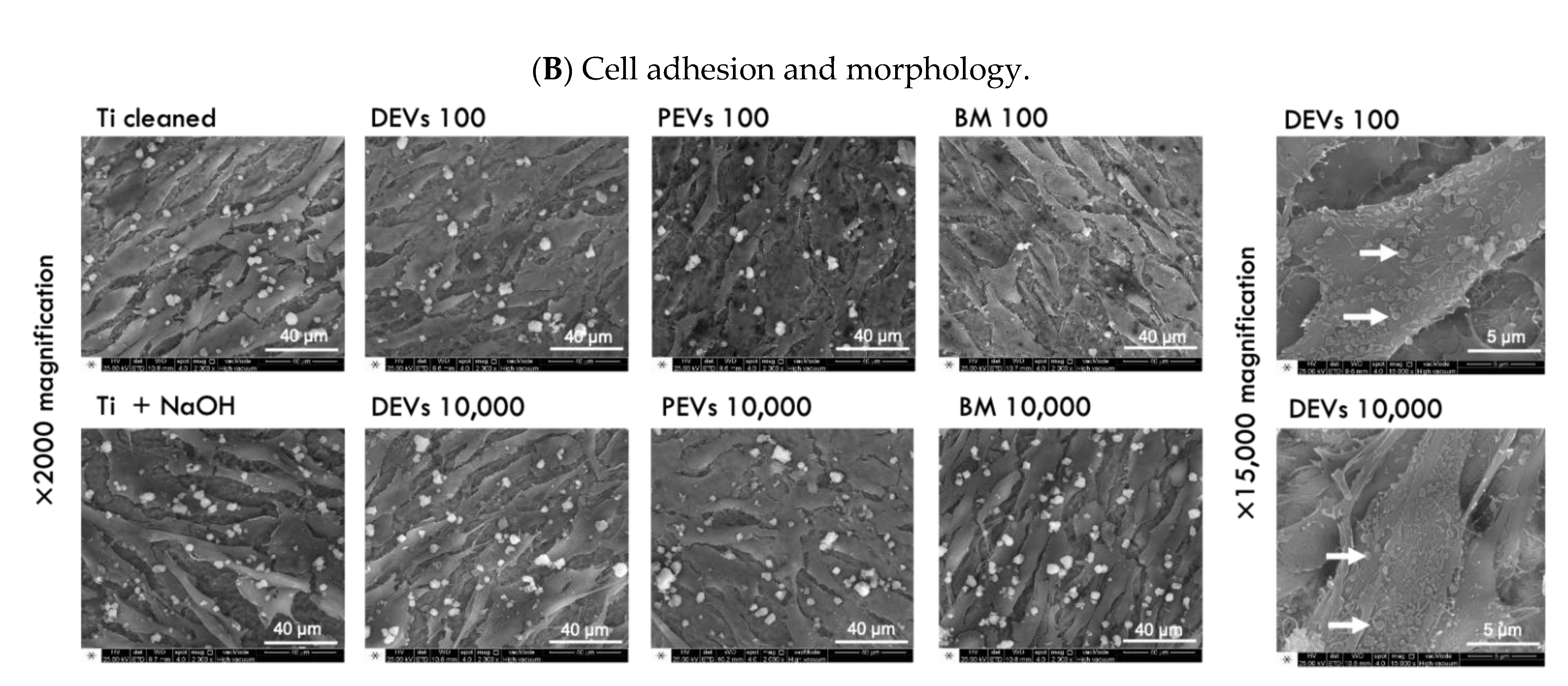 Nanomaterials 11 01445 g005b