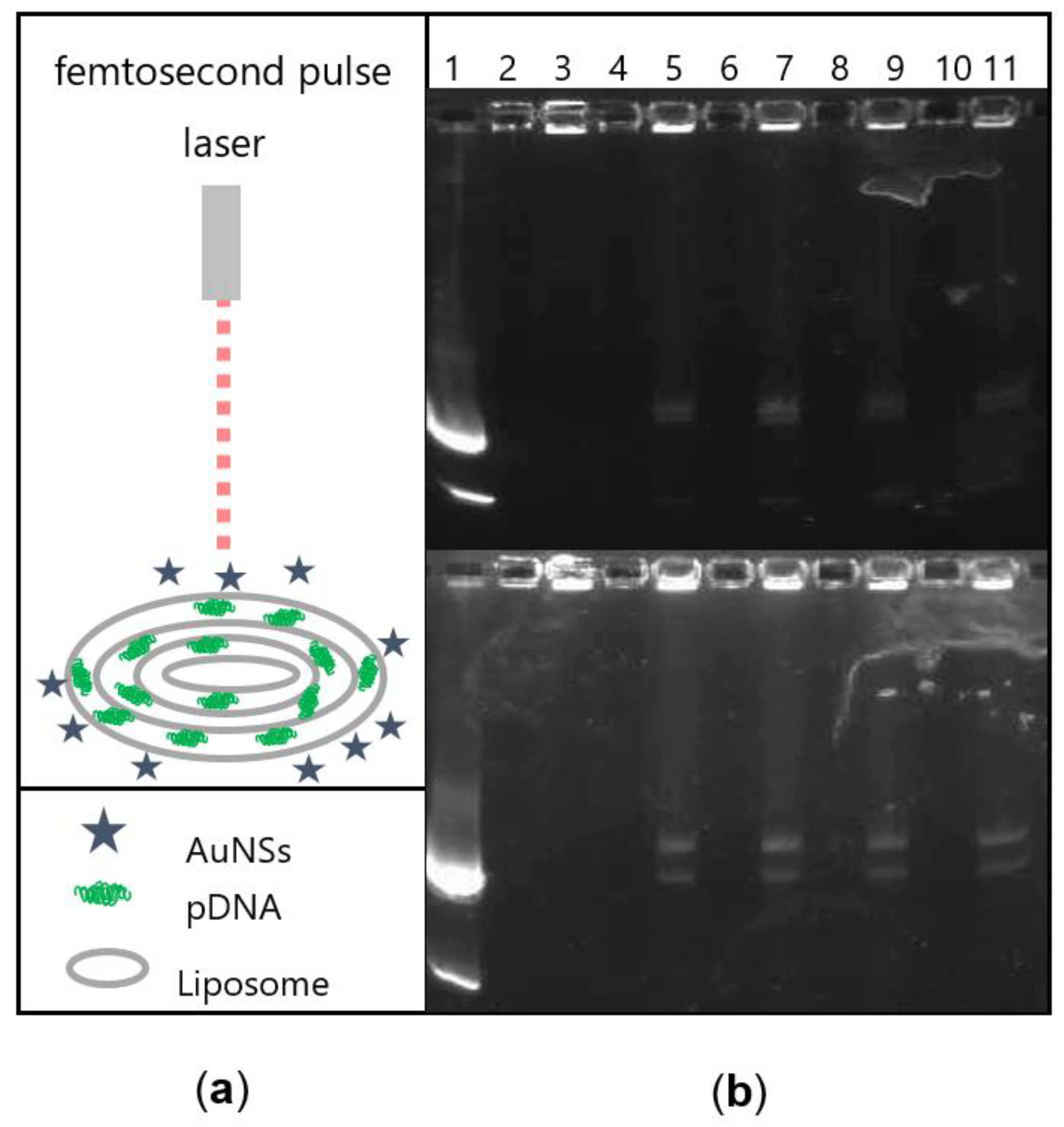 Nanomaterials 11 01498 g003