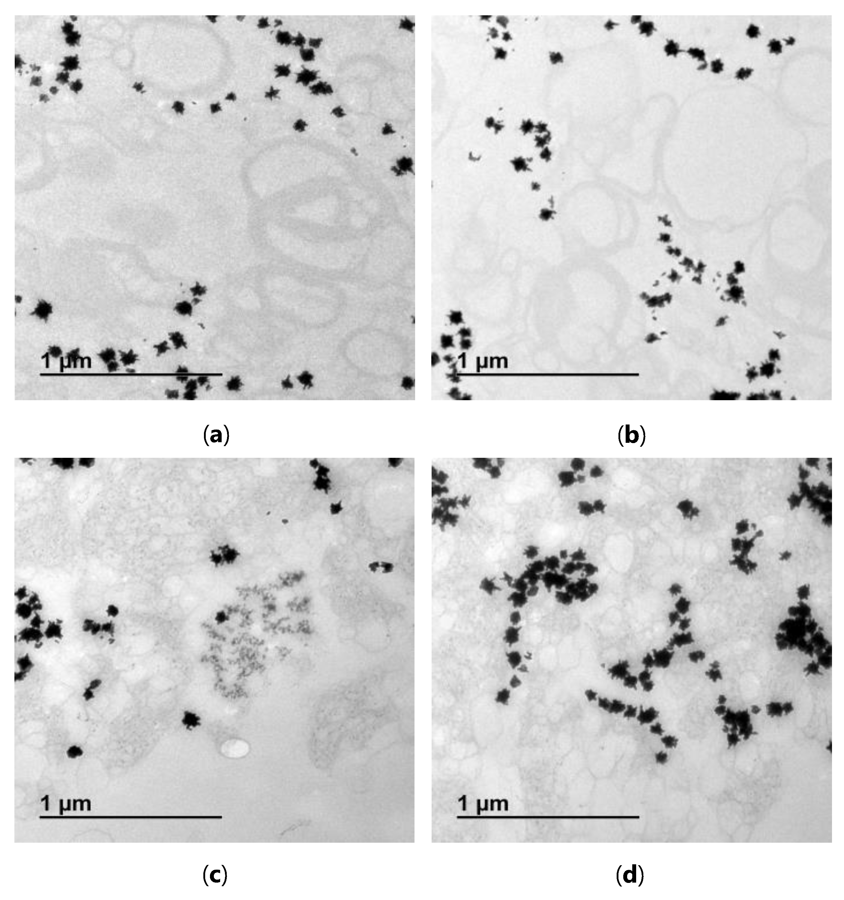 Nanomaterials 11 01498 g005