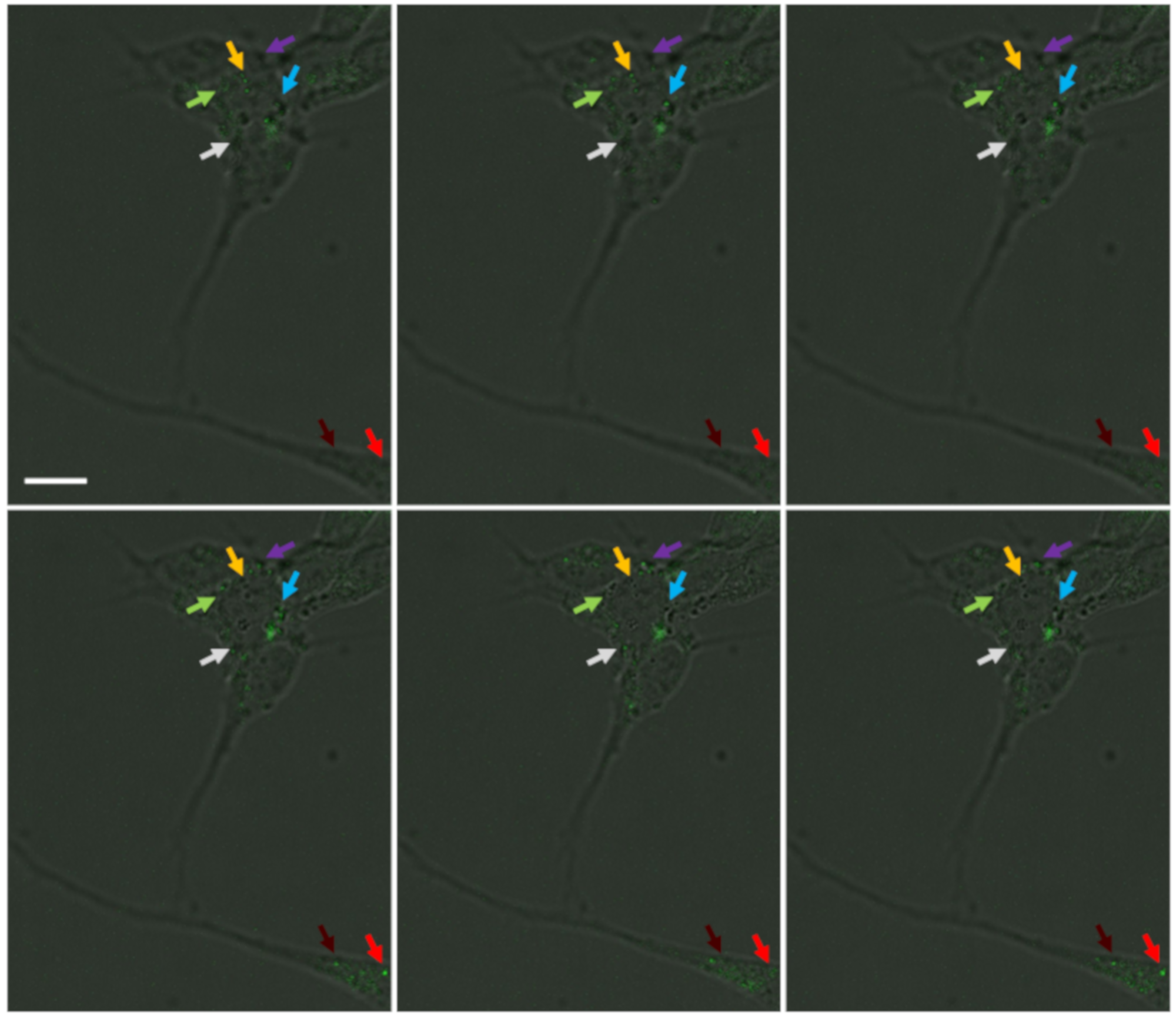Nanomaterials 11 01541 g003