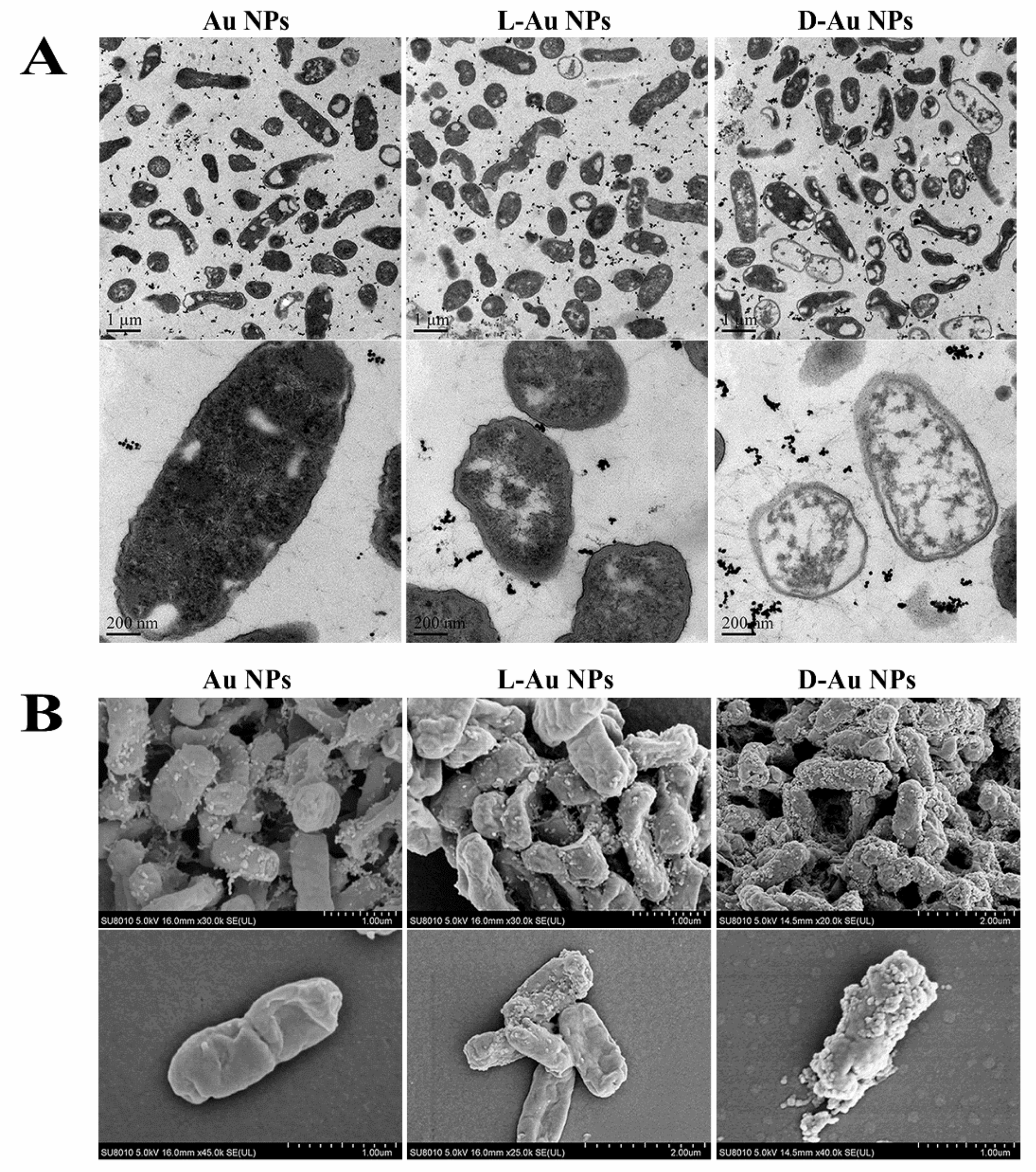 Nanomaterials 11 01621 g003