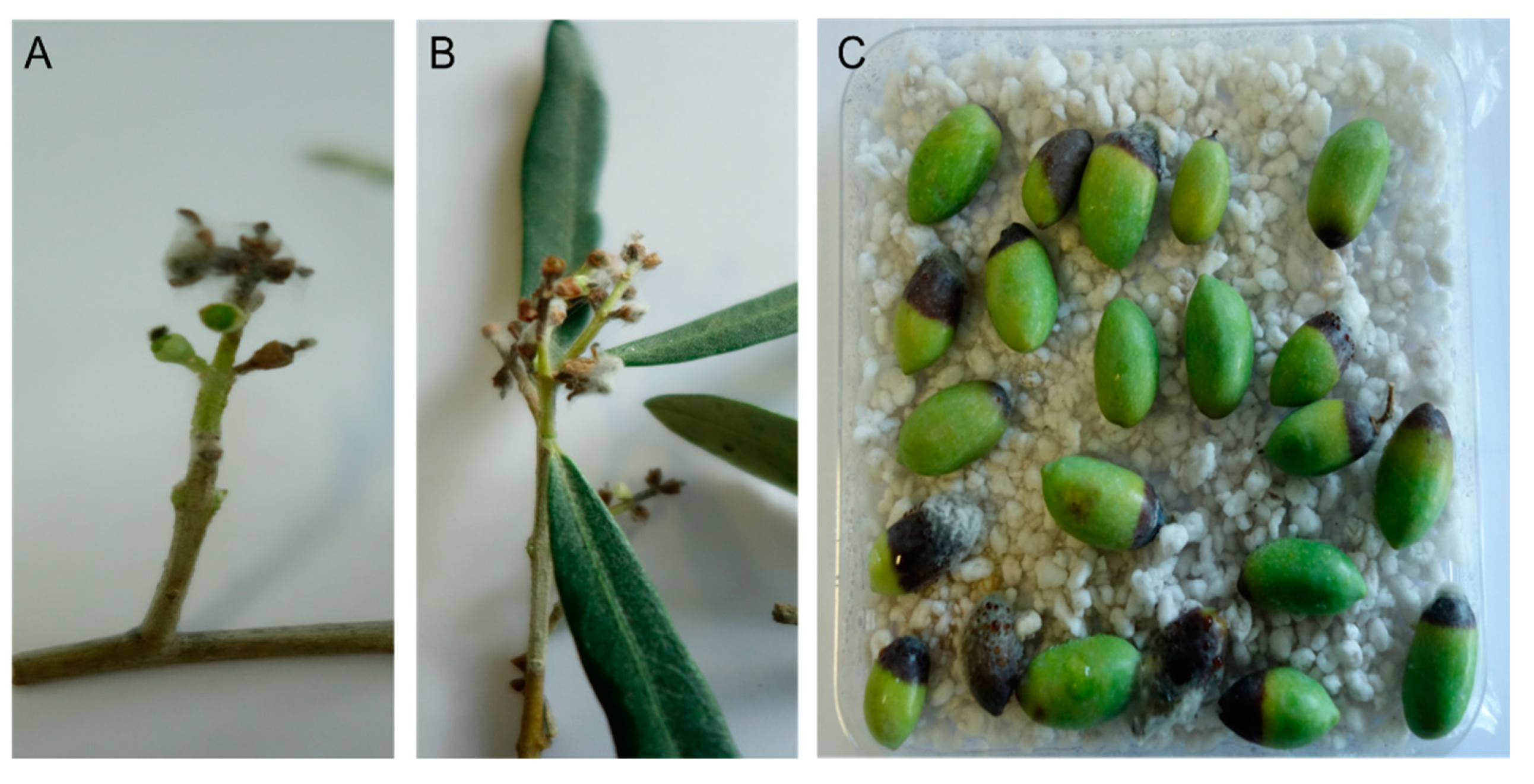 Nanomaterials 11 01667 g009