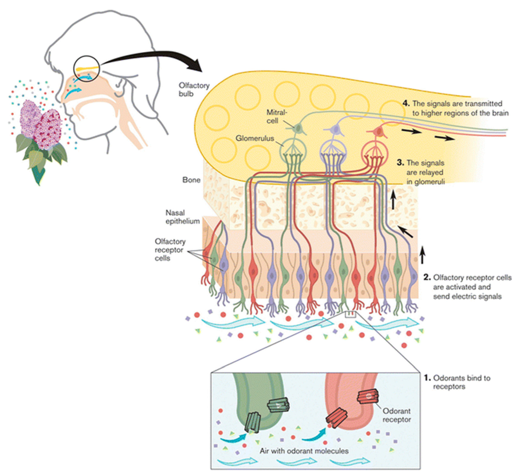 Nanomaterials 11 01686 g011
