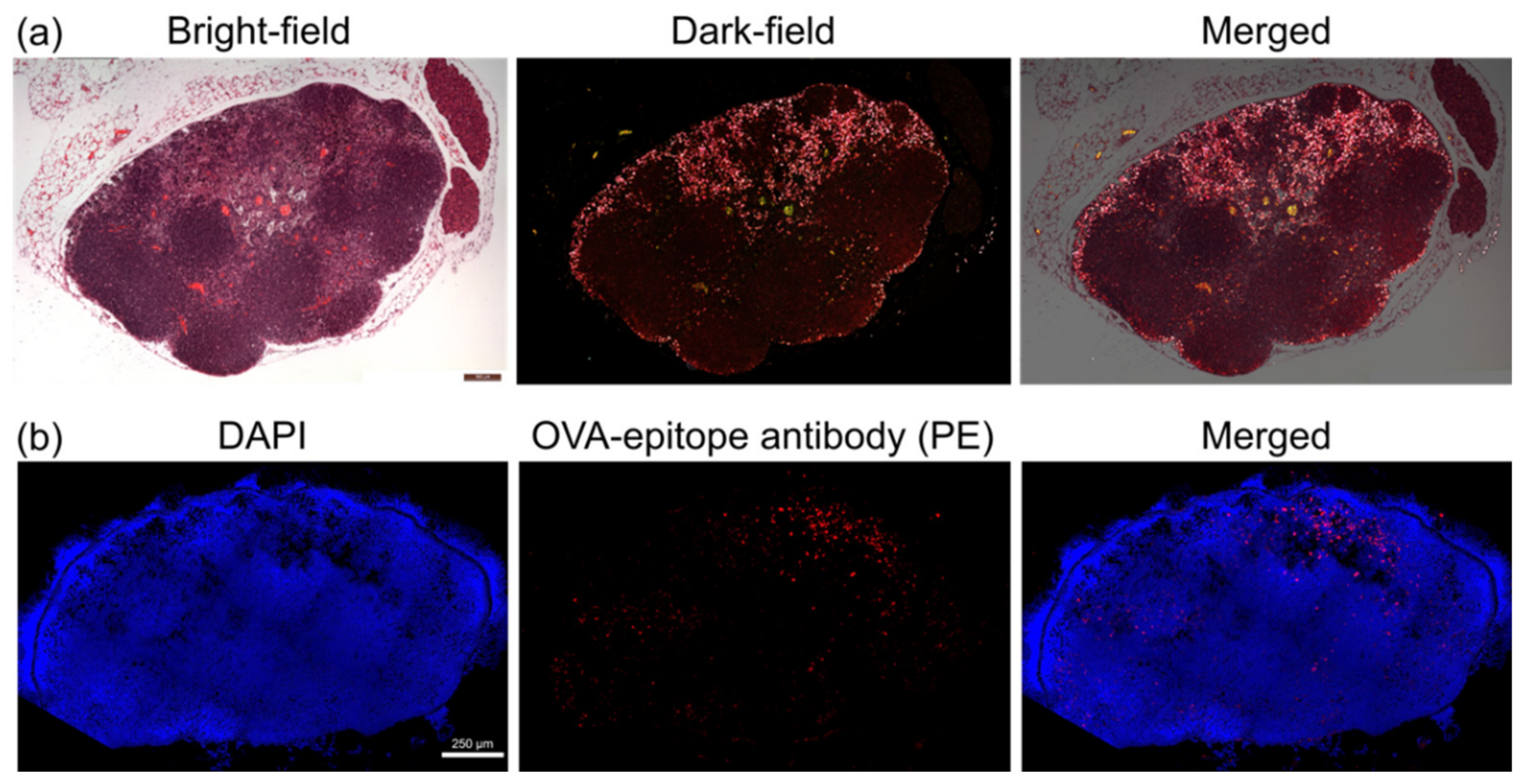 Nanomaterials 11 01700 g006