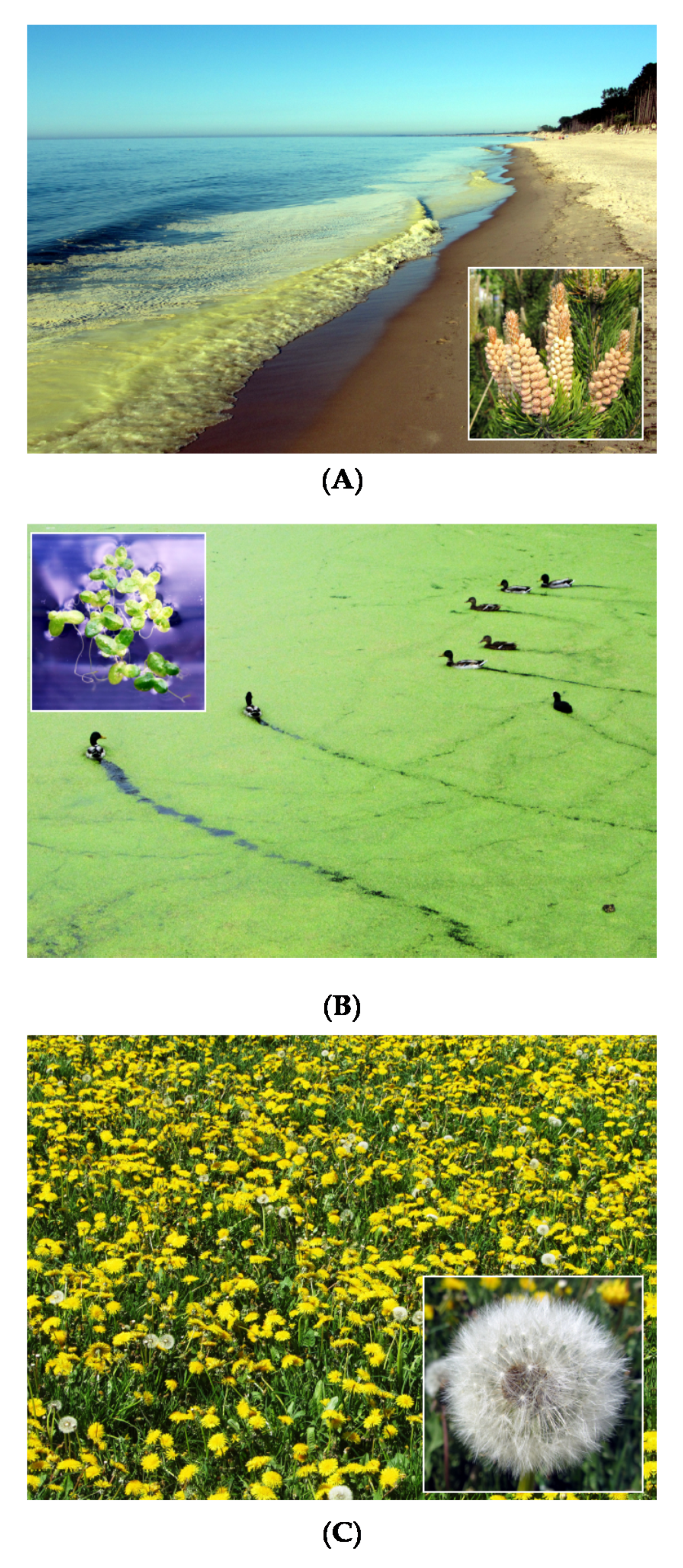 Nanomaterials 11 01747 g004
