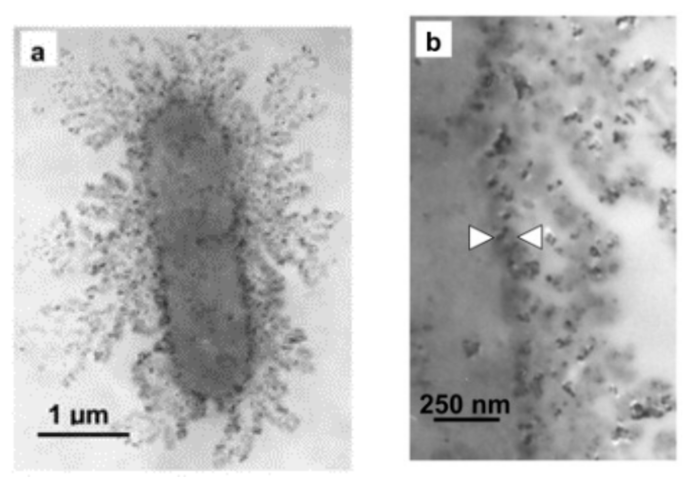 Nanomaterials 11 01822 g008