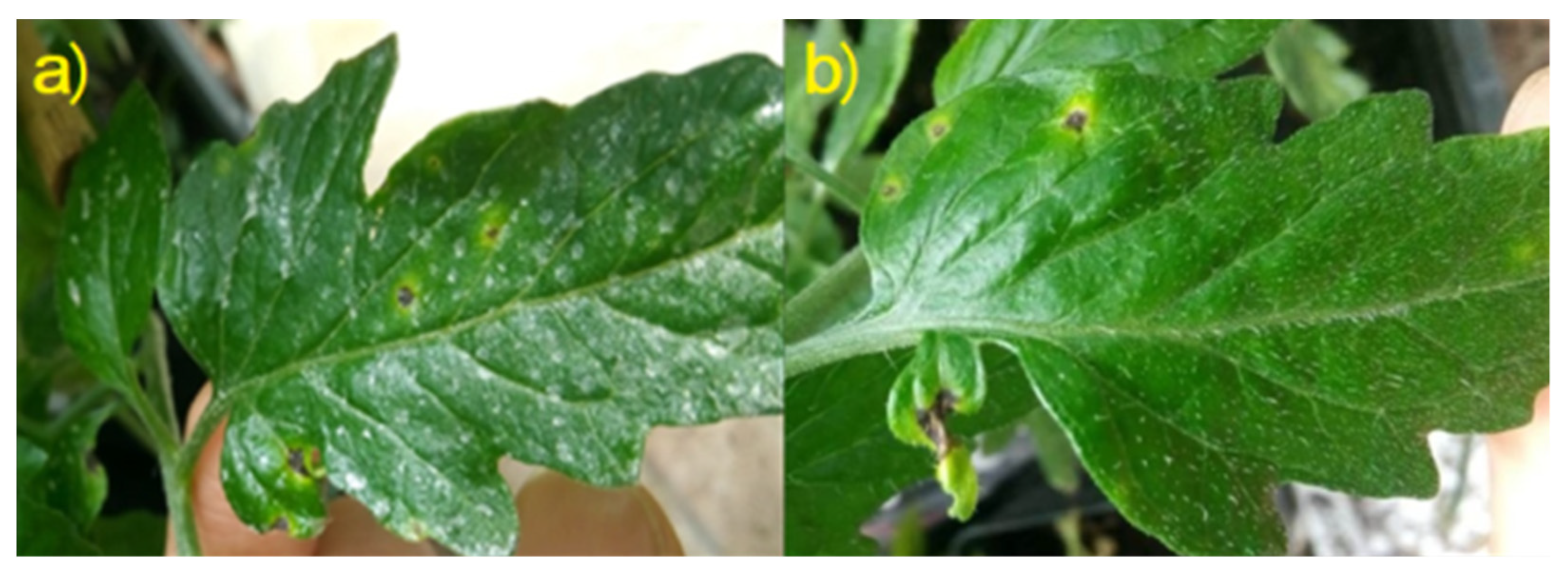 Nanomaterials 11 01852 g008