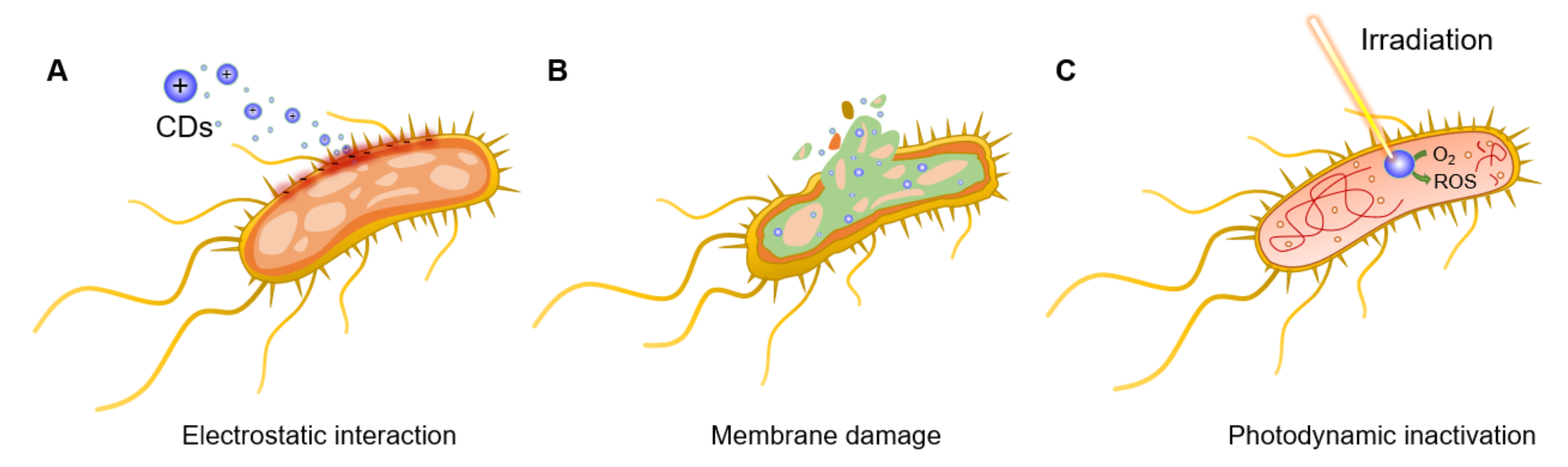 Nanomaterials 11 01877 g002