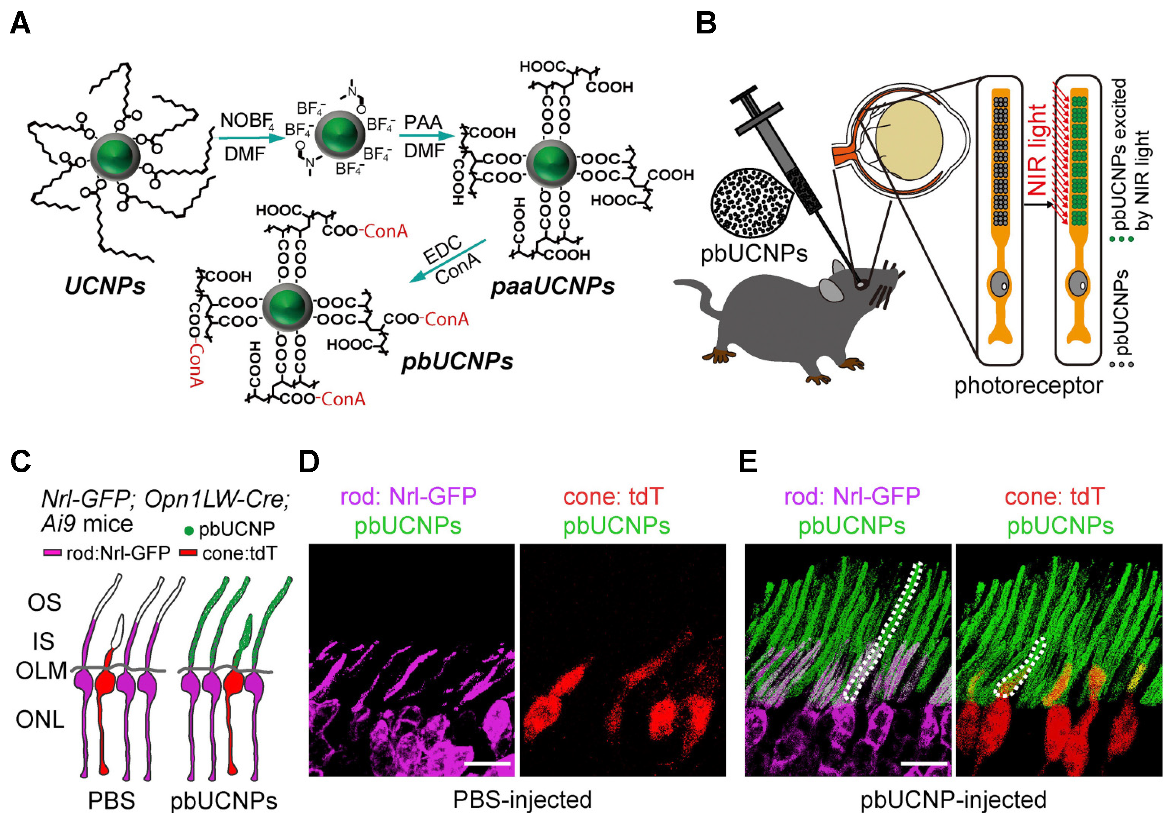 Nanomaterials 11 01880 g004