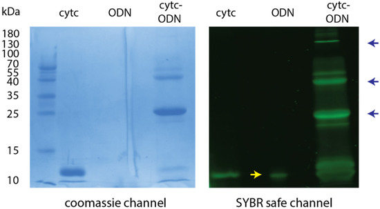 Nanomaterials 11 02003 g0a1