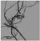 Nanomaterials 11 02077 i002