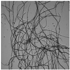 Nanomaterials 11 02077 i003