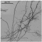 Nanomaterials 11 02077 i005