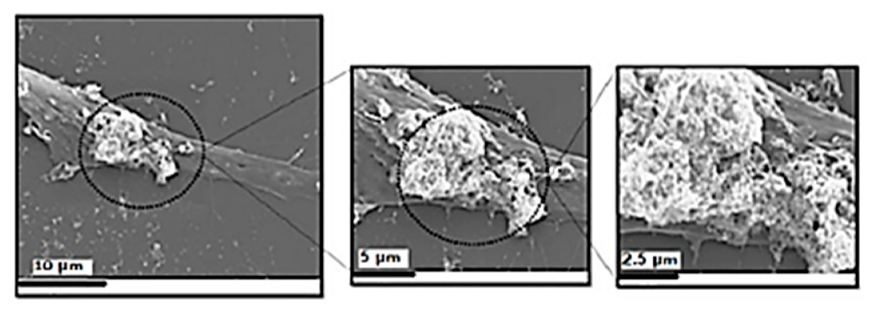 Nanomaterials 11 02157 g014