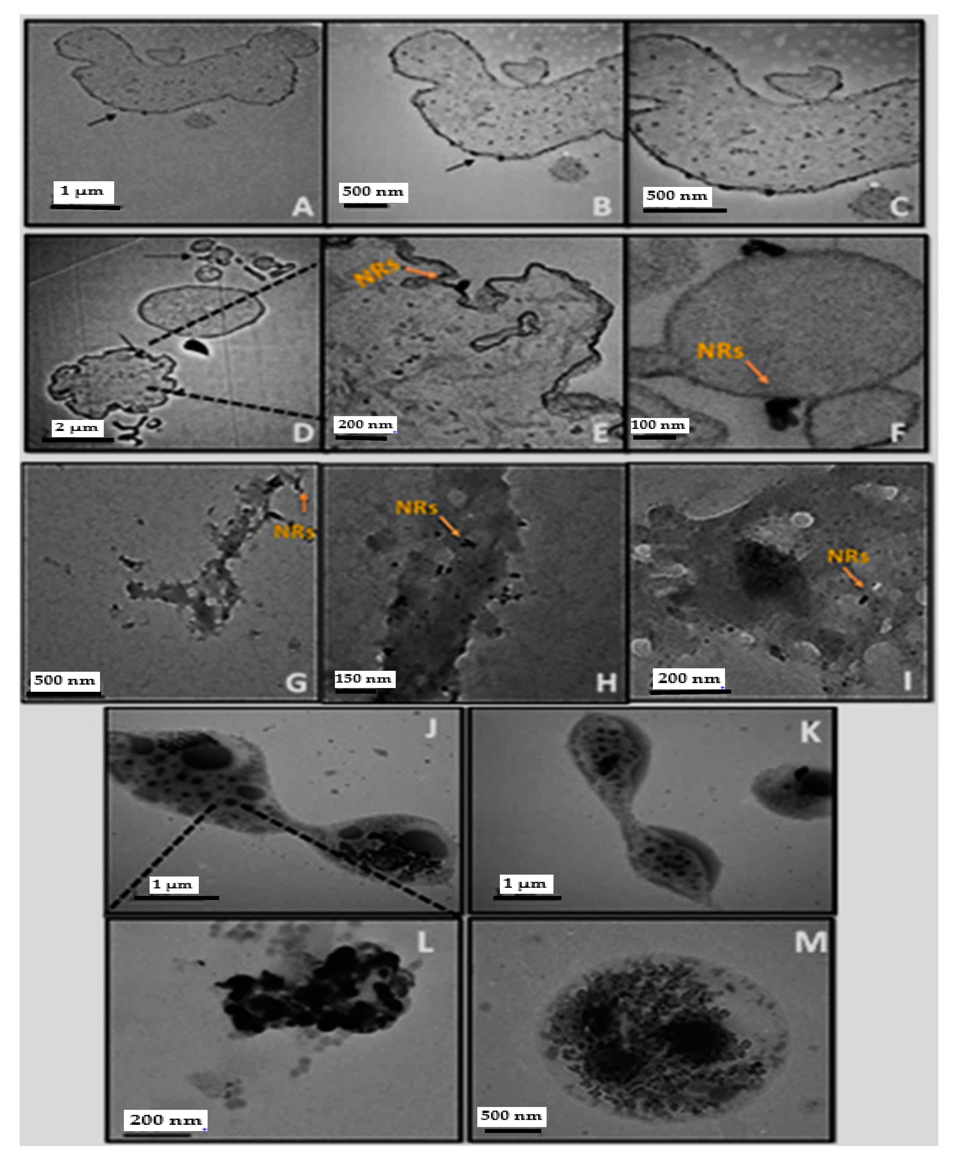 Nanomaterials 11 02157 g015