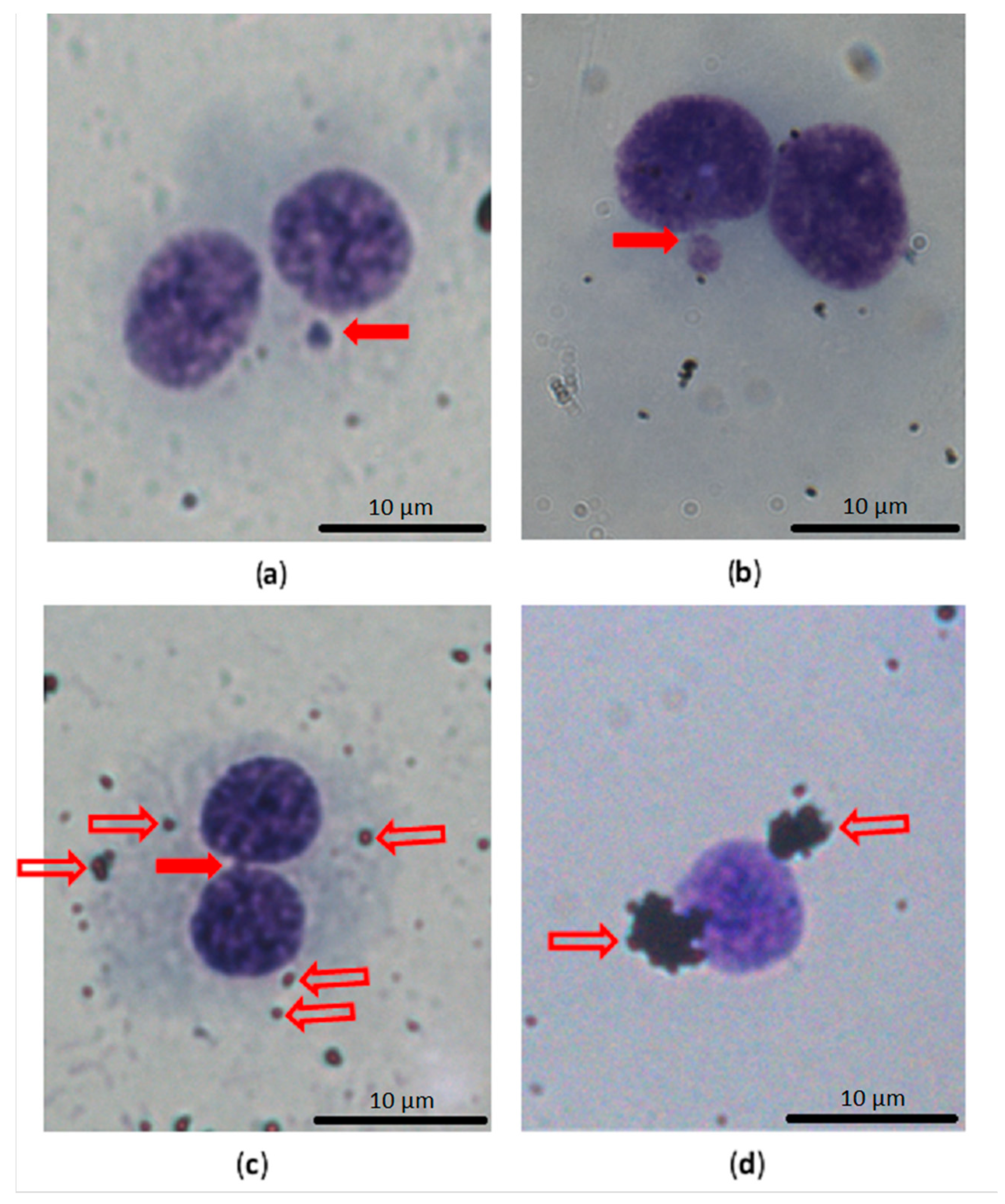 Nanomaterials 11 02210 g006