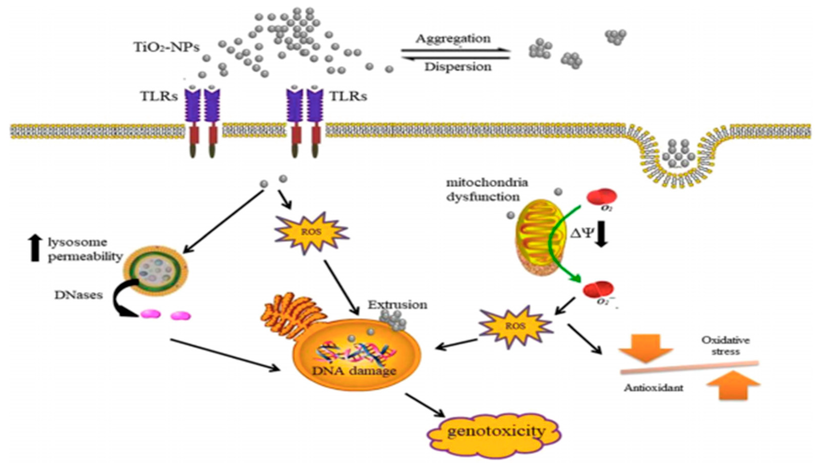 Nanomaterials 11 02354 g004