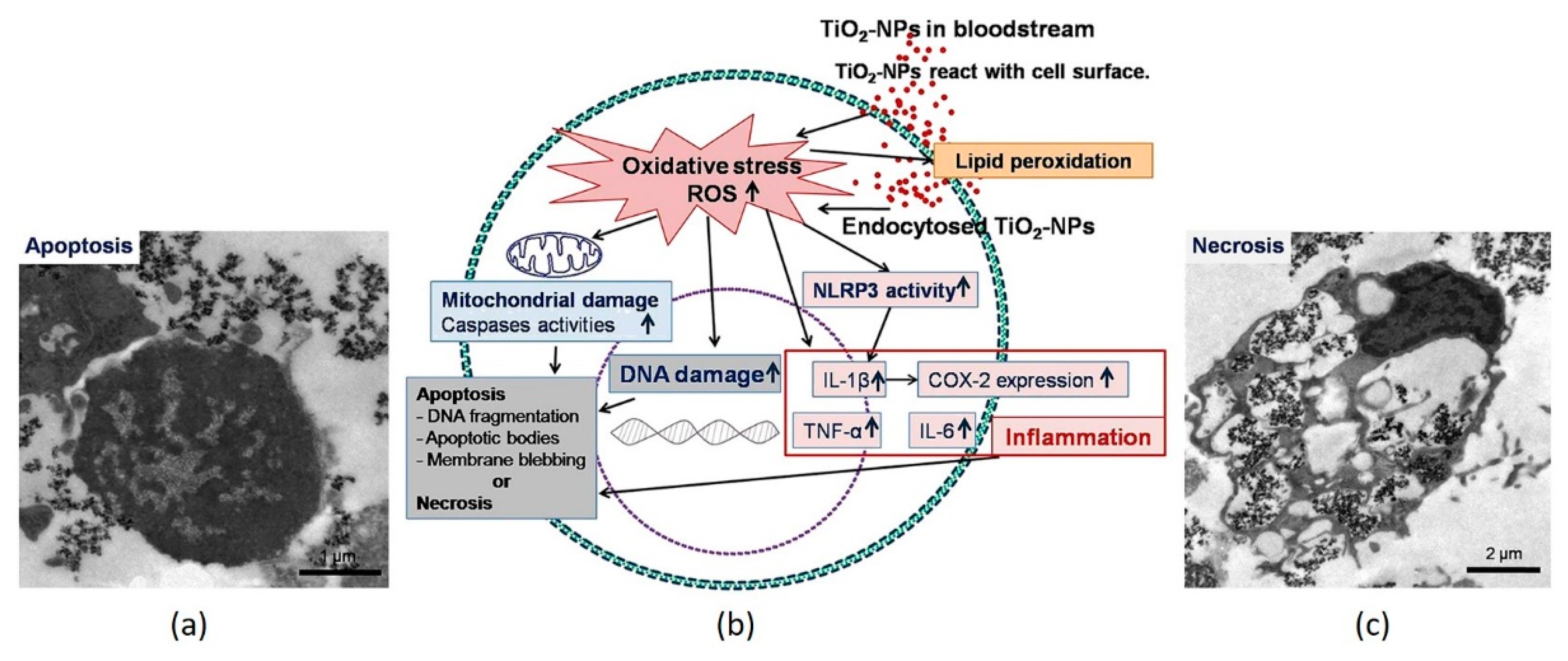 Nanomaterials 11 02354 g007