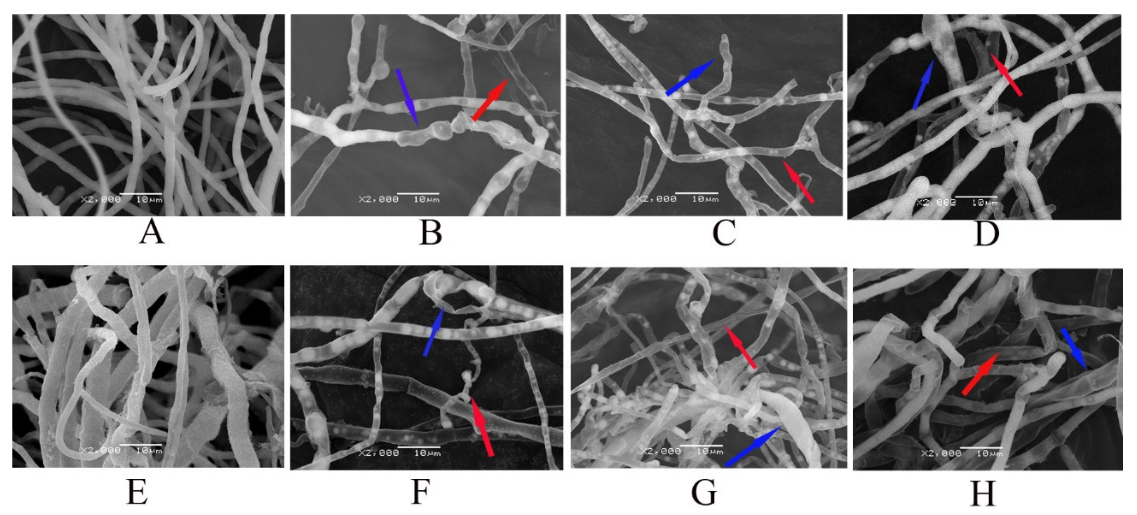 Nanomaterials 11 02393 g006